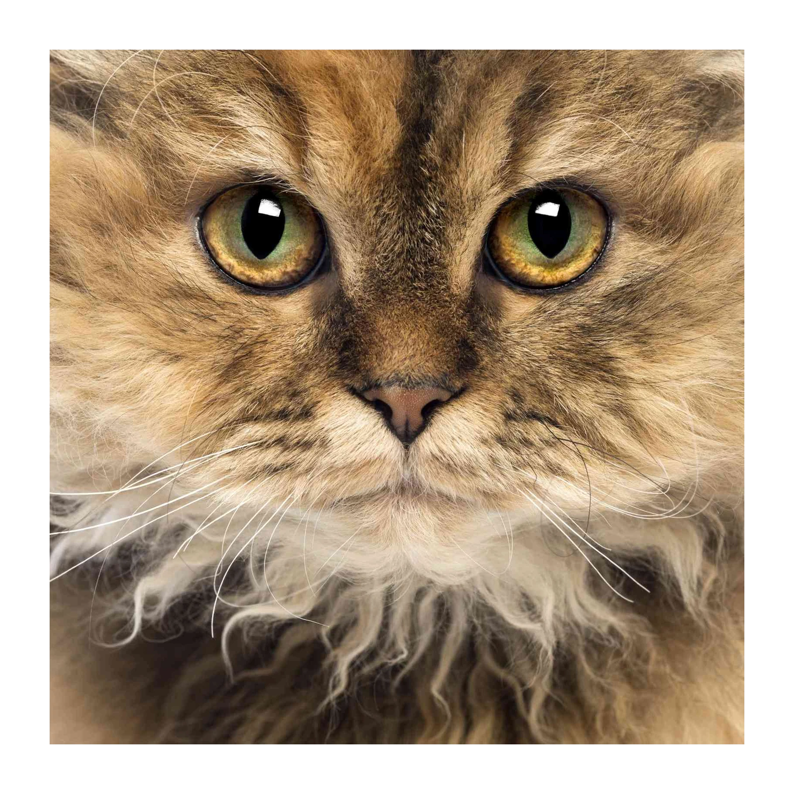 Majestic Feline Portrait Wall Art - Cat Lover Art