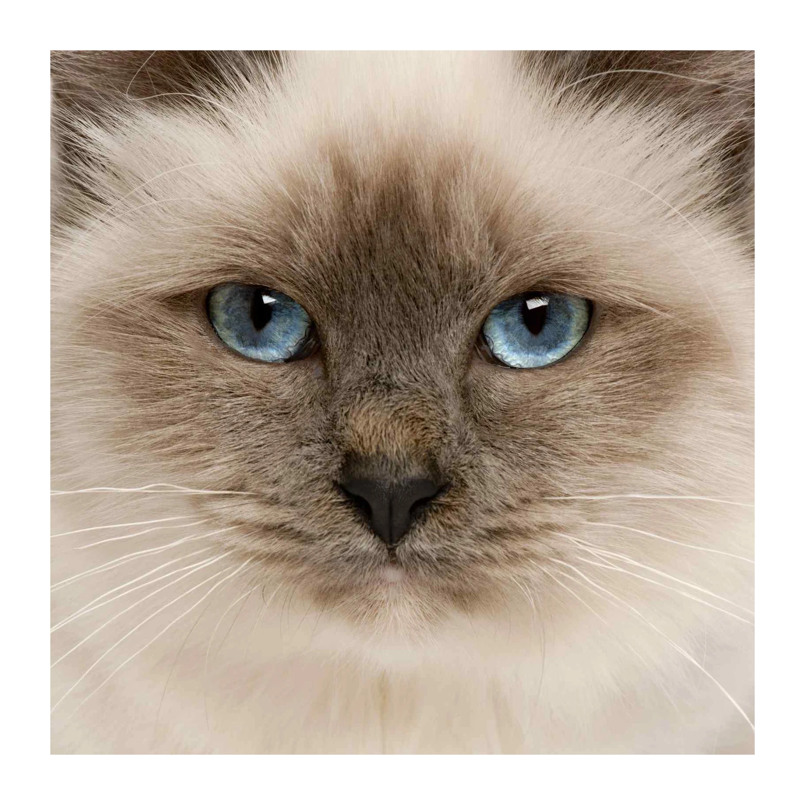 Striking Blue-Eyed Cat Face Wall Art Wall Art