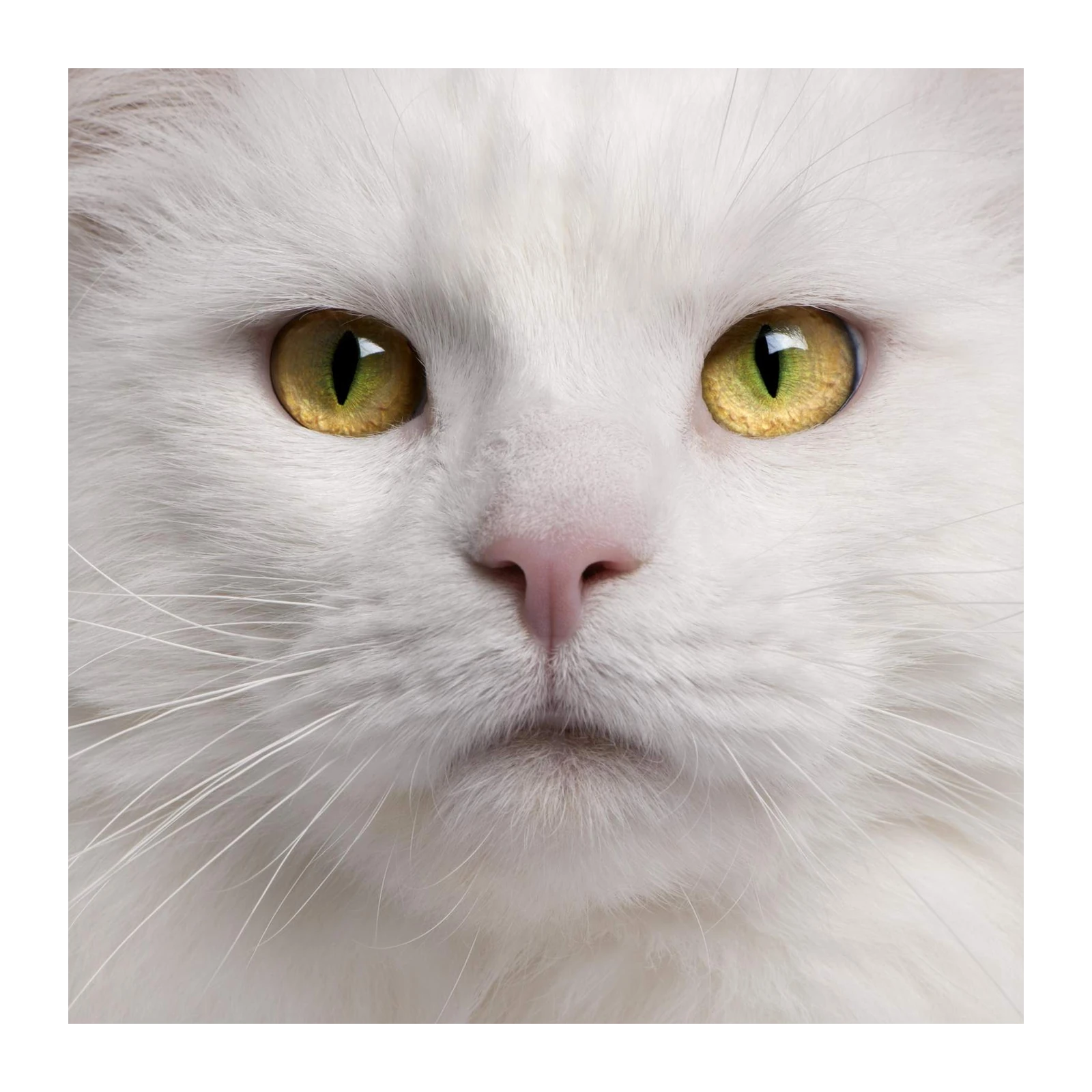 Majestic White Cat Eyes Wall Art