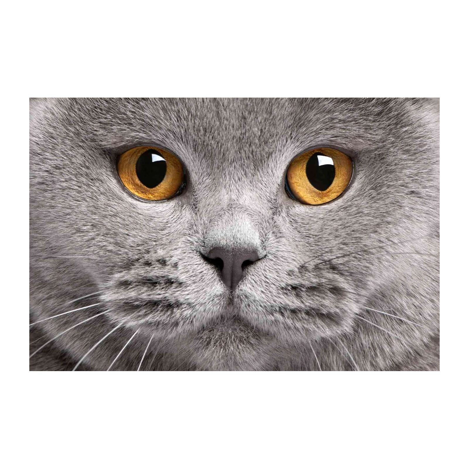 Majestic British Shorthair Cat Eyes Wall Art