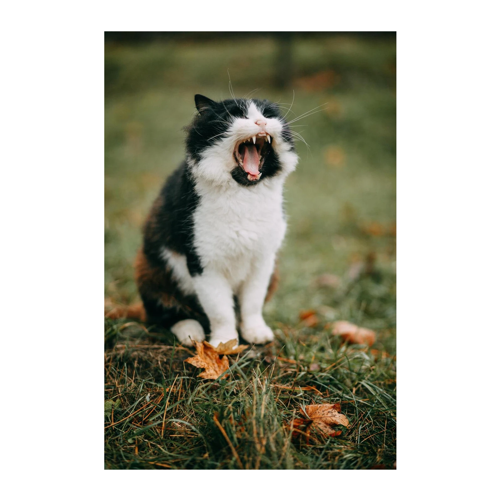 Funny Yawning Cat Autumn Pet Wall Art
