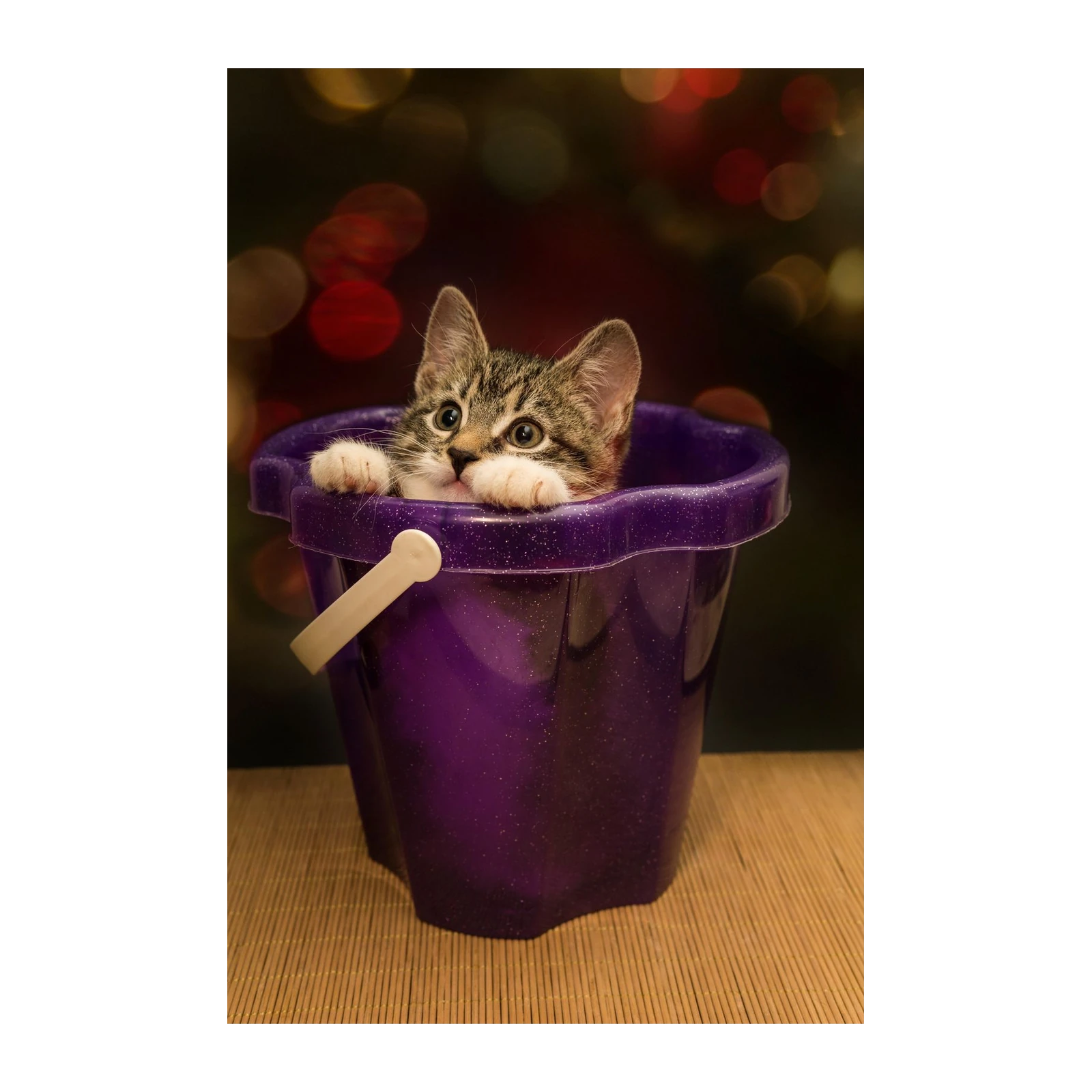 Adorable Kitten in Bucket Wall Art