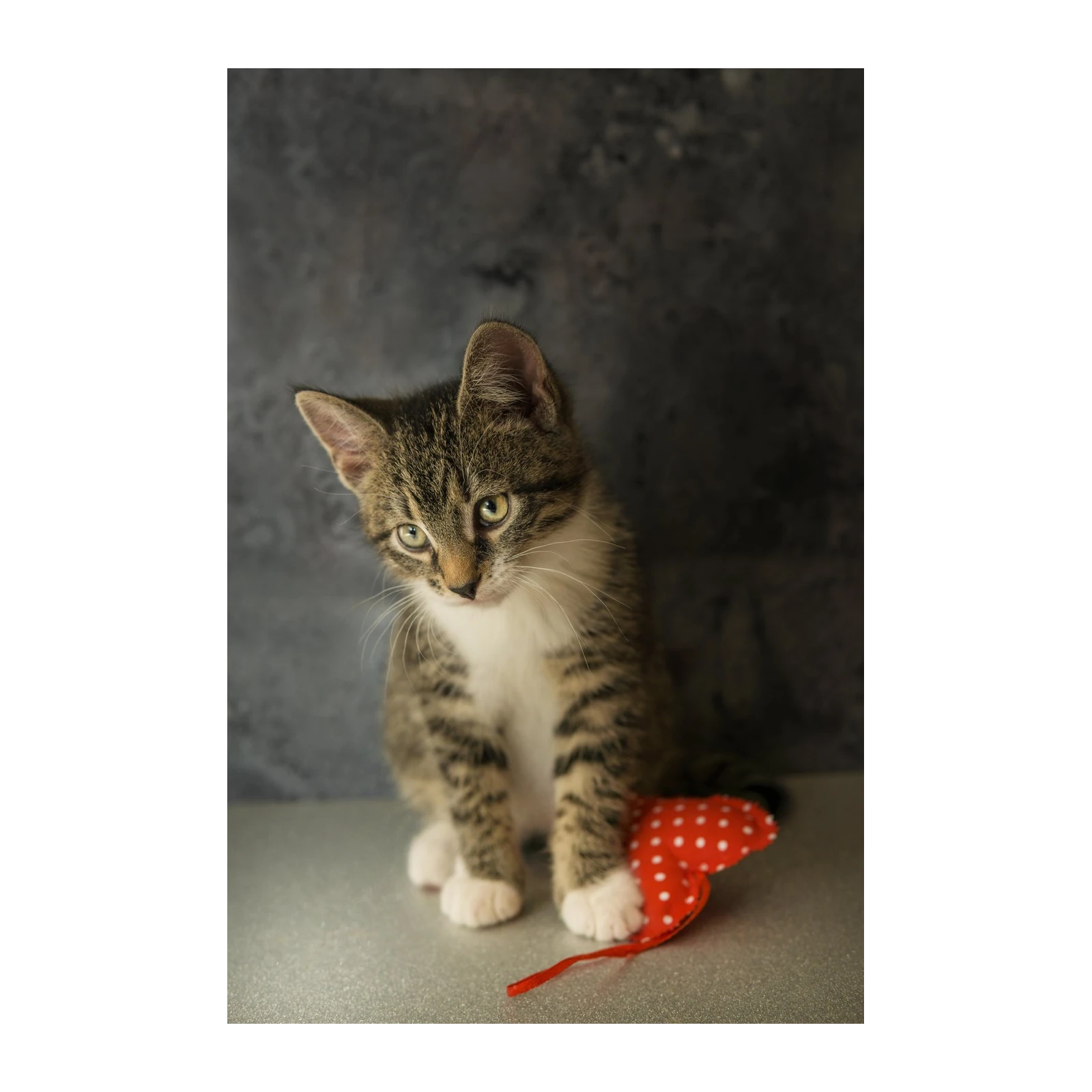 Adorable Kitten with Heart Wall Art