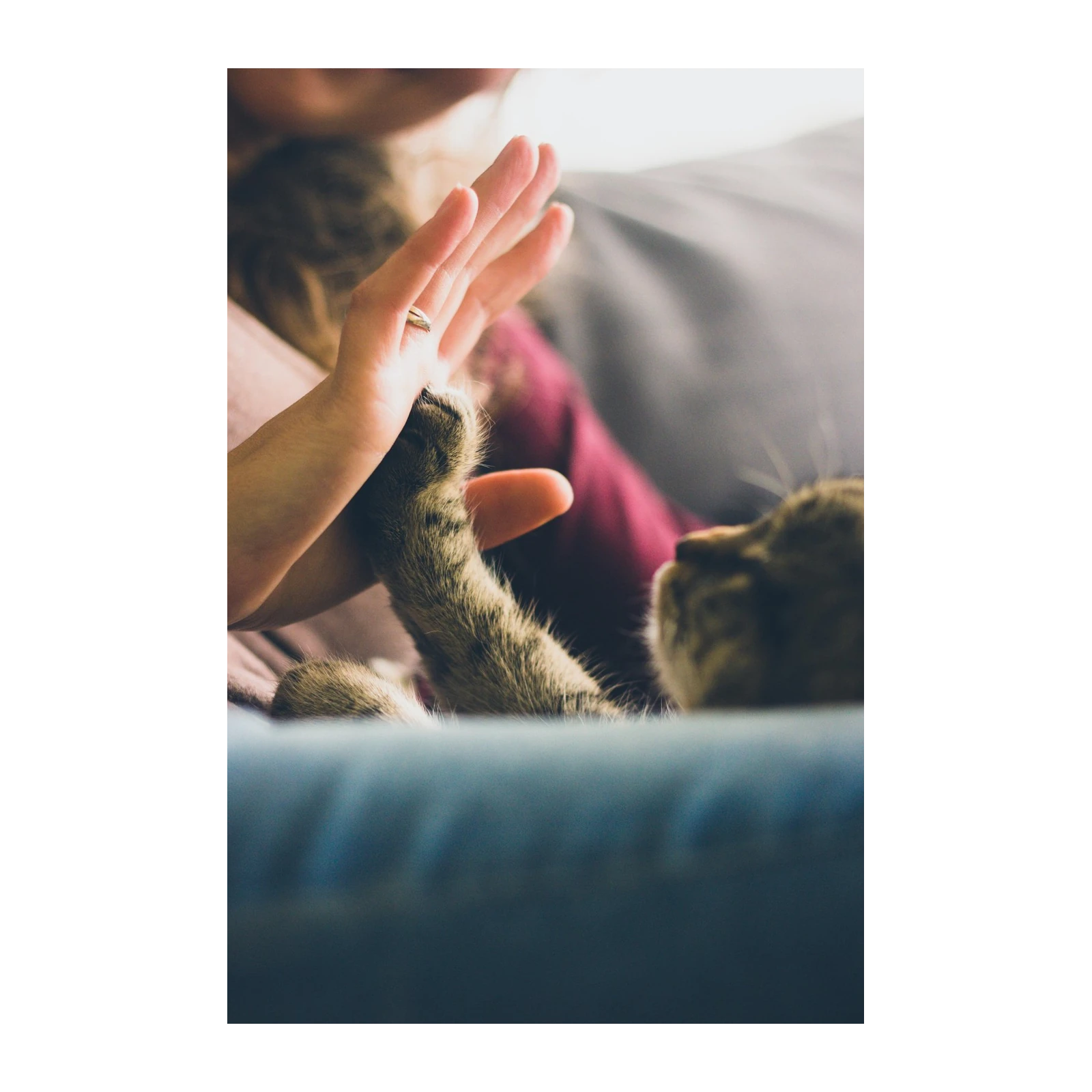 Gentle Paw High Five Cat Wall Art