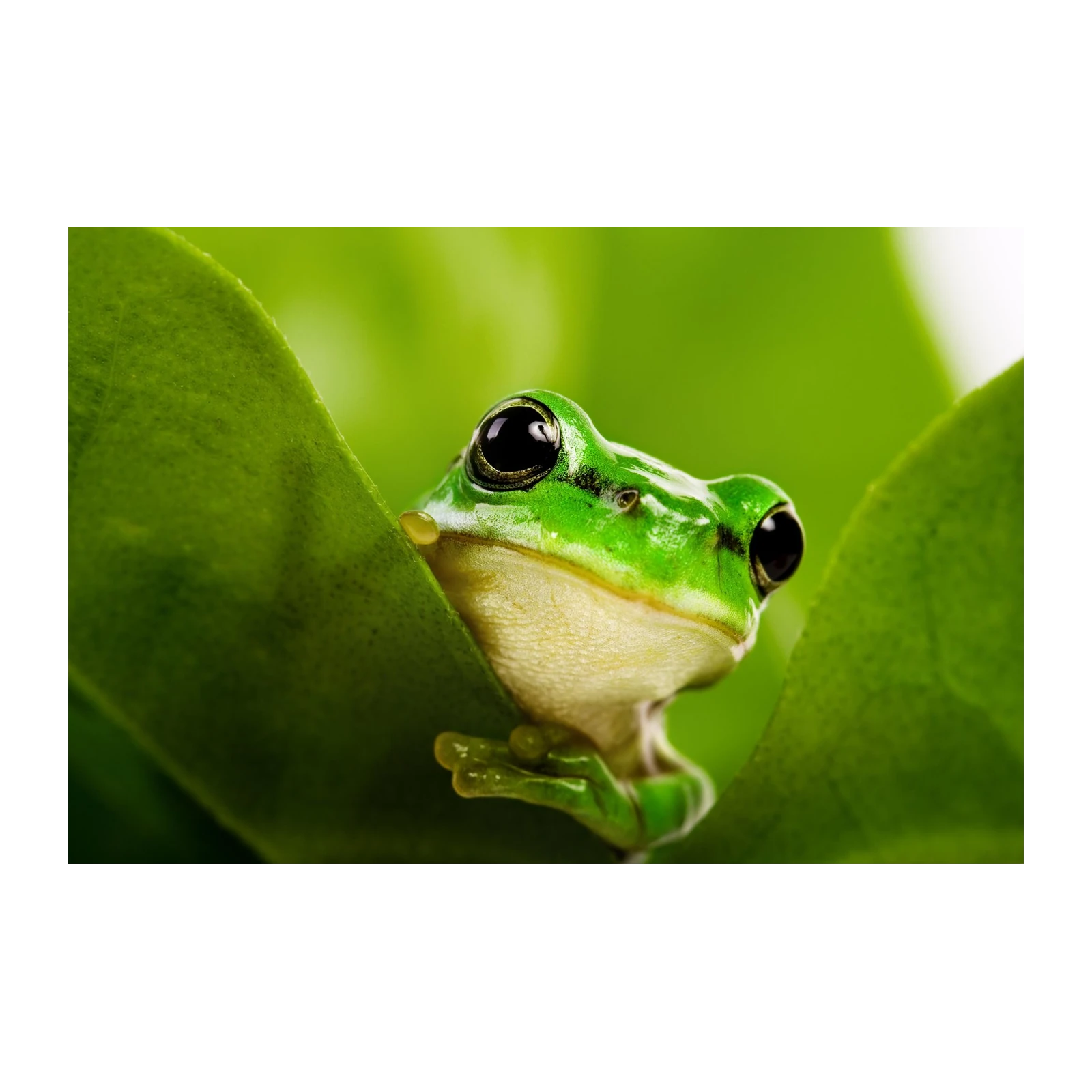 Vibrant Green Frog Peek Wall Art