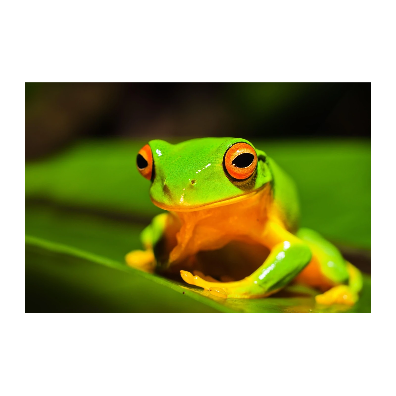 Vibrant Tree Frog Nature Art Wall Art