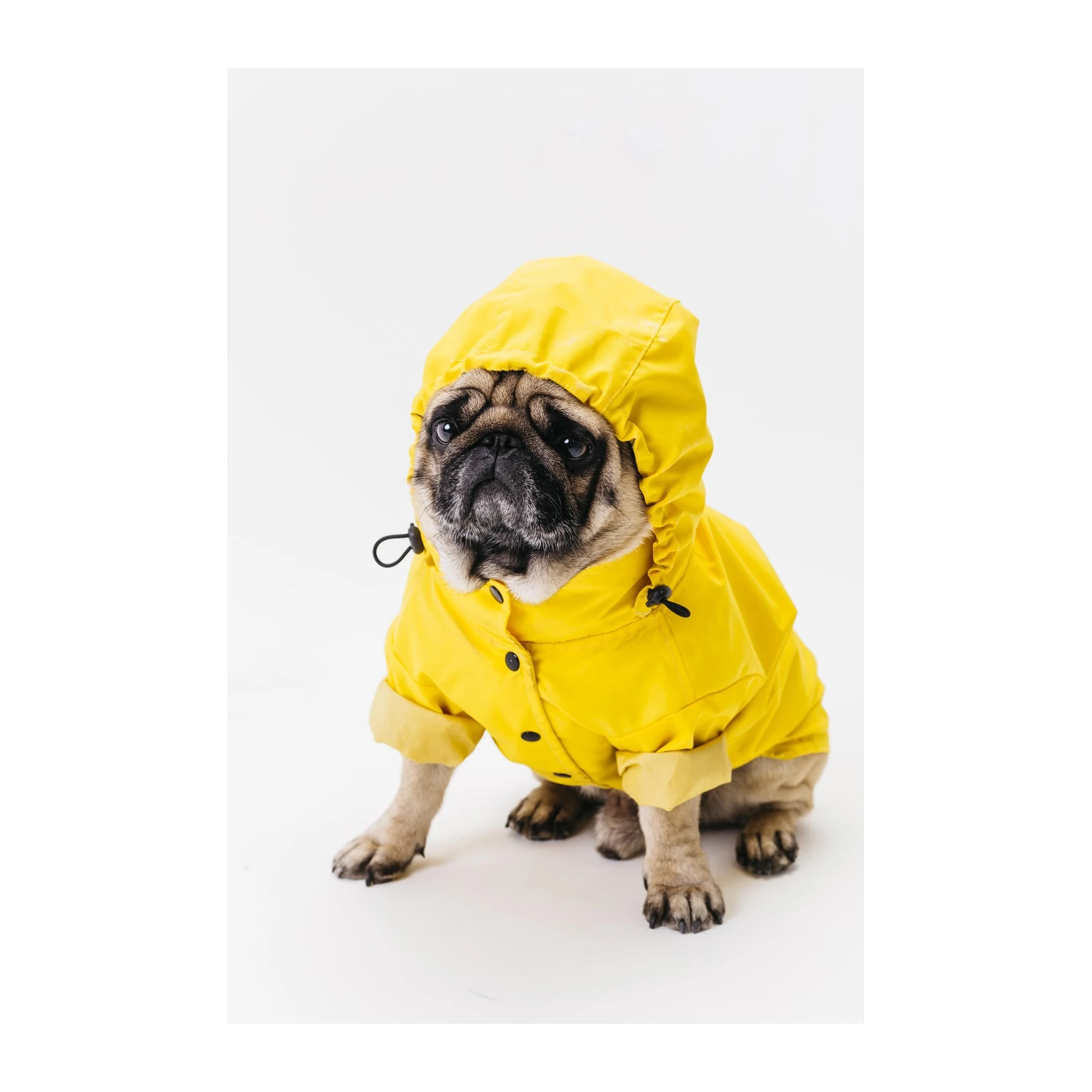 Adorable Pug in Yellow Raincoat Wall Art