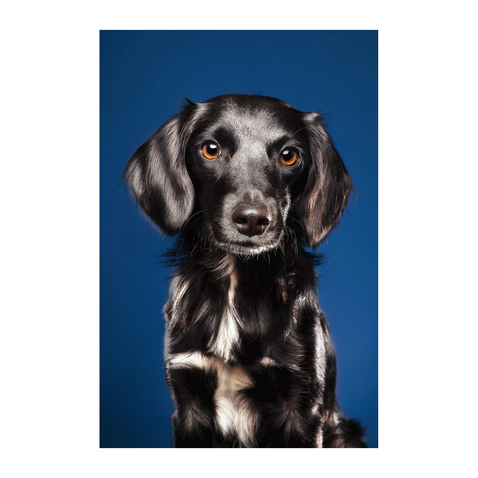 Stunning Black Dog Portrait Wall Art