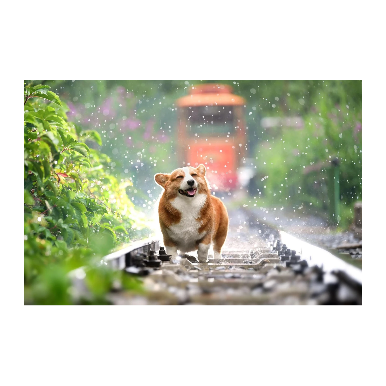 Joyful Corgi on Train Tracks Wall Art