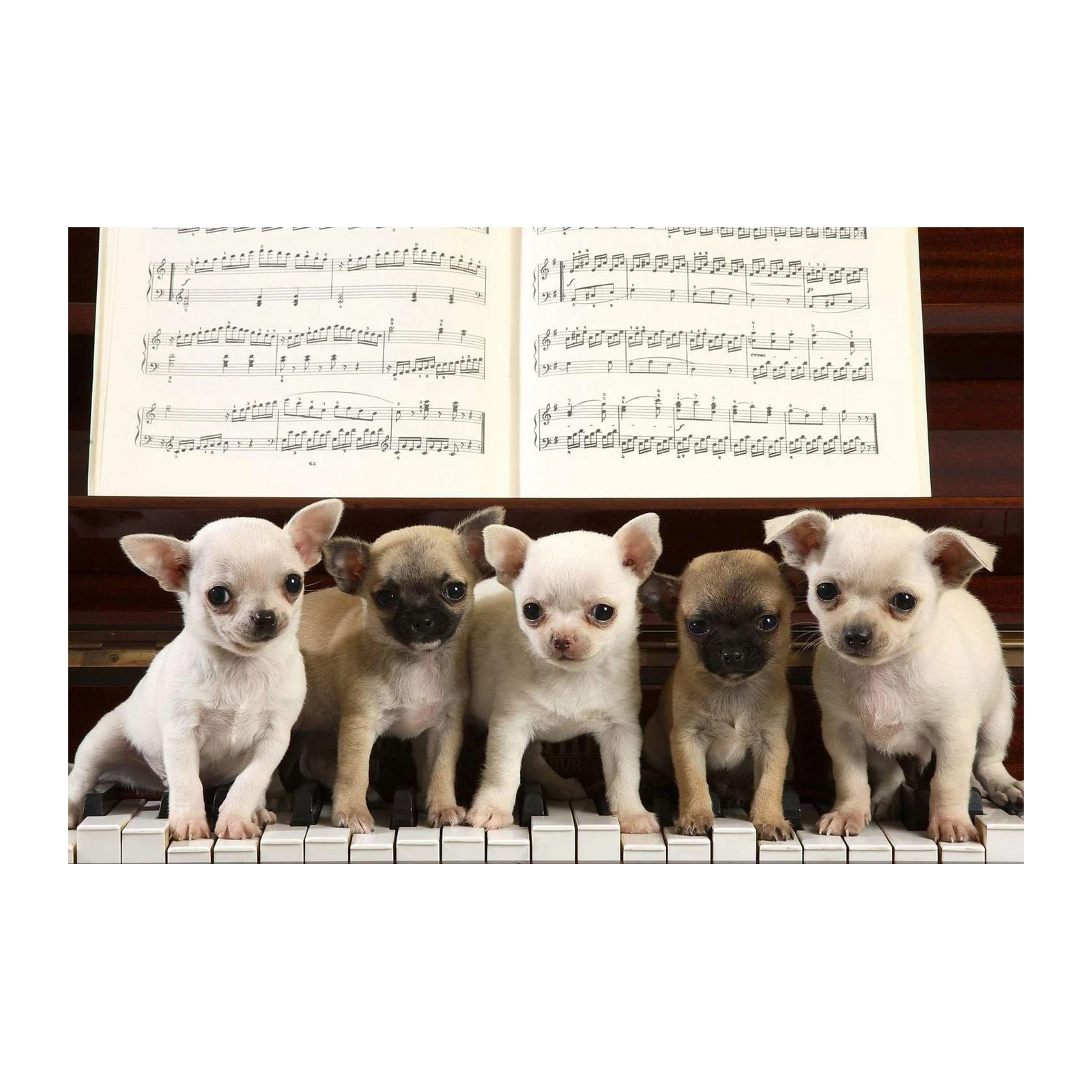 Adorable Chihuahua Puppies Piano Music Wall Art