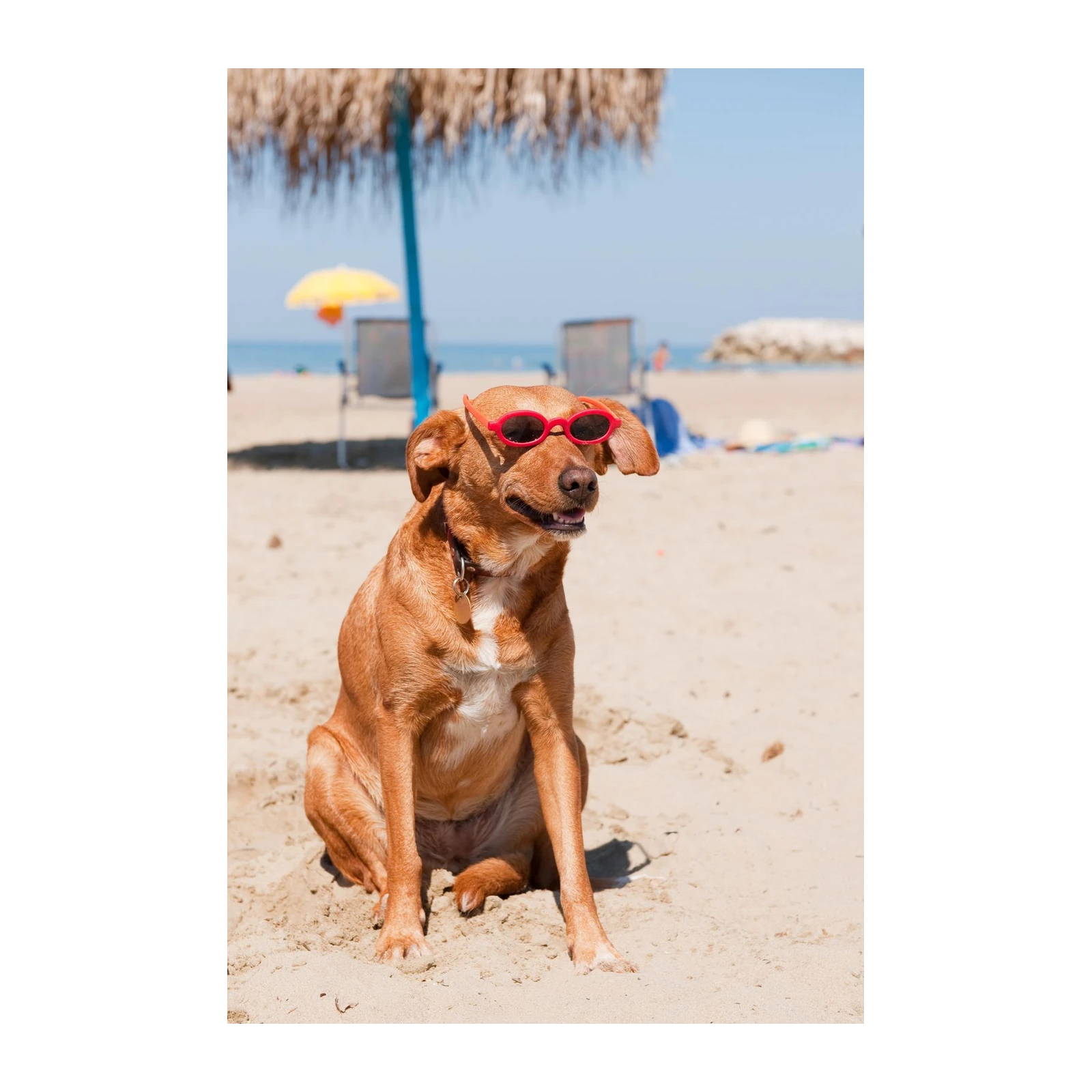 Cool Dog Beach Vibes Wall Art