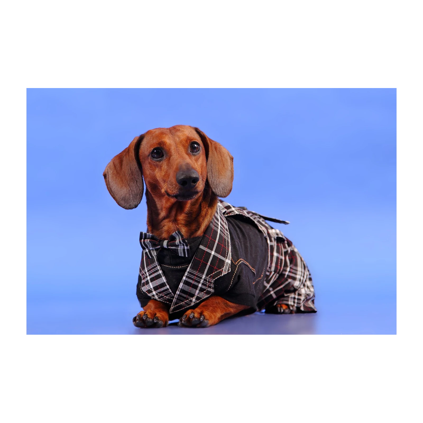 Dapper Dachshund in Plaid Tuxedo Wall Art