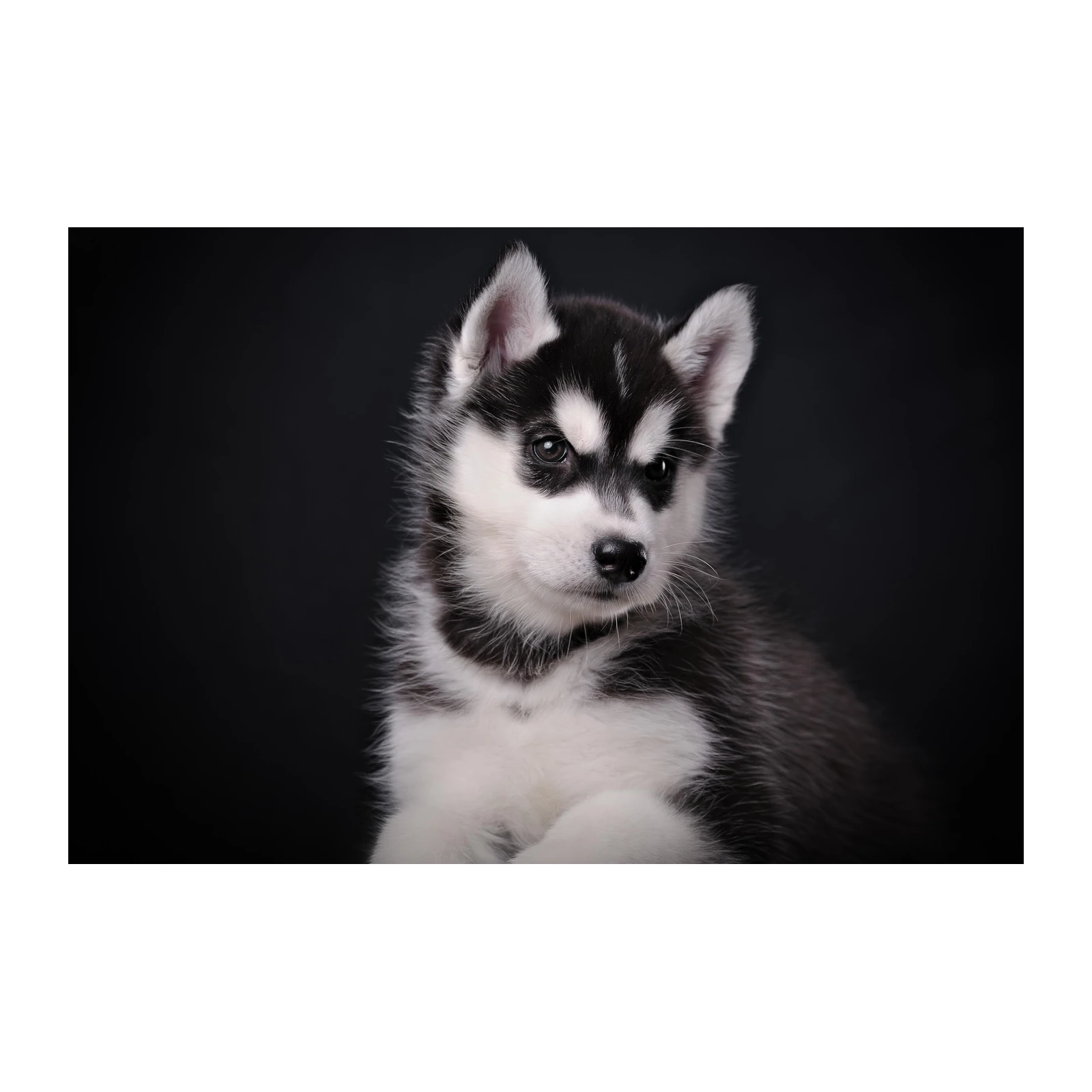 Adorable Husky Puppy Portrait Wall Art
