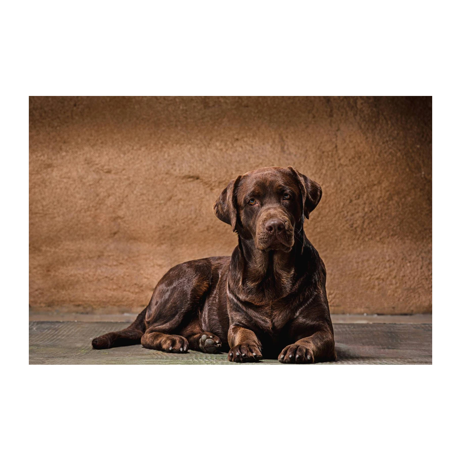 Chocolate Lab Portrait Rustic Warmth Wall Art