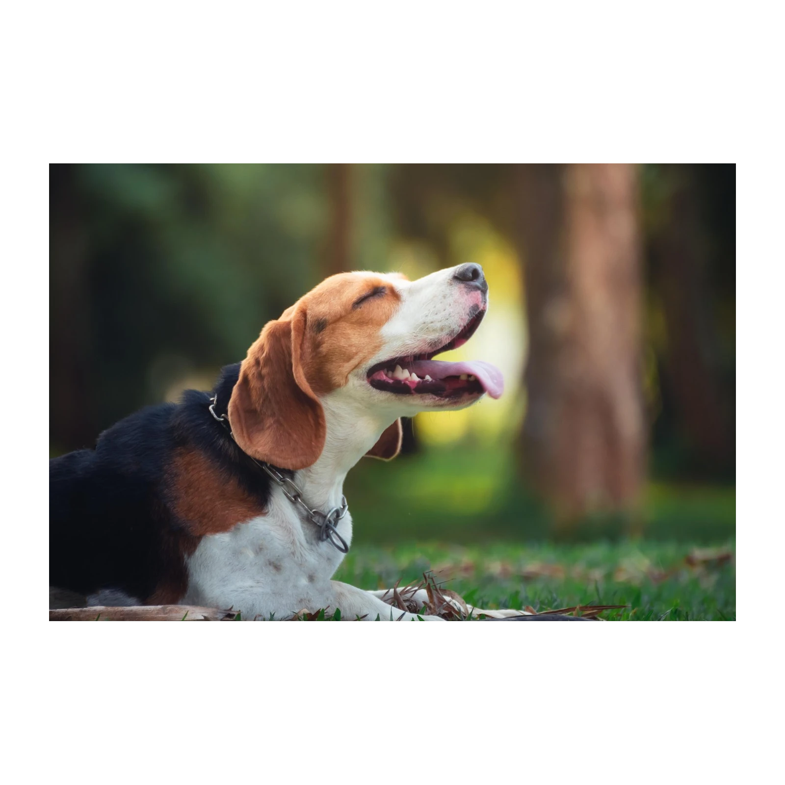 Joyful Beagle Outdoor Bliss Wall Art