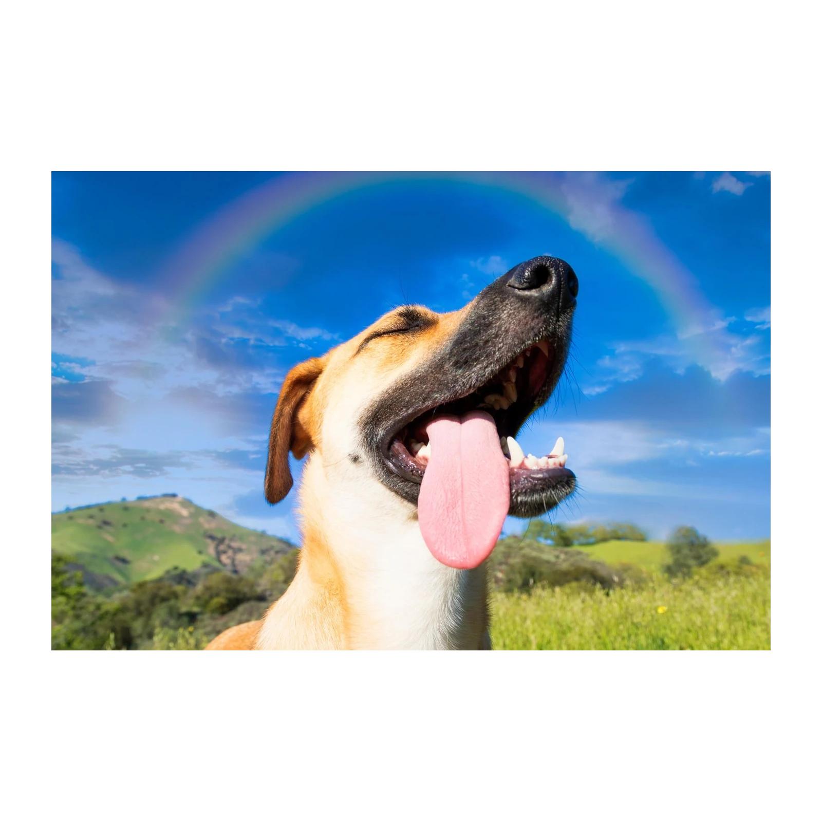 Joyful Dog Rainbow Bliss Wall Art