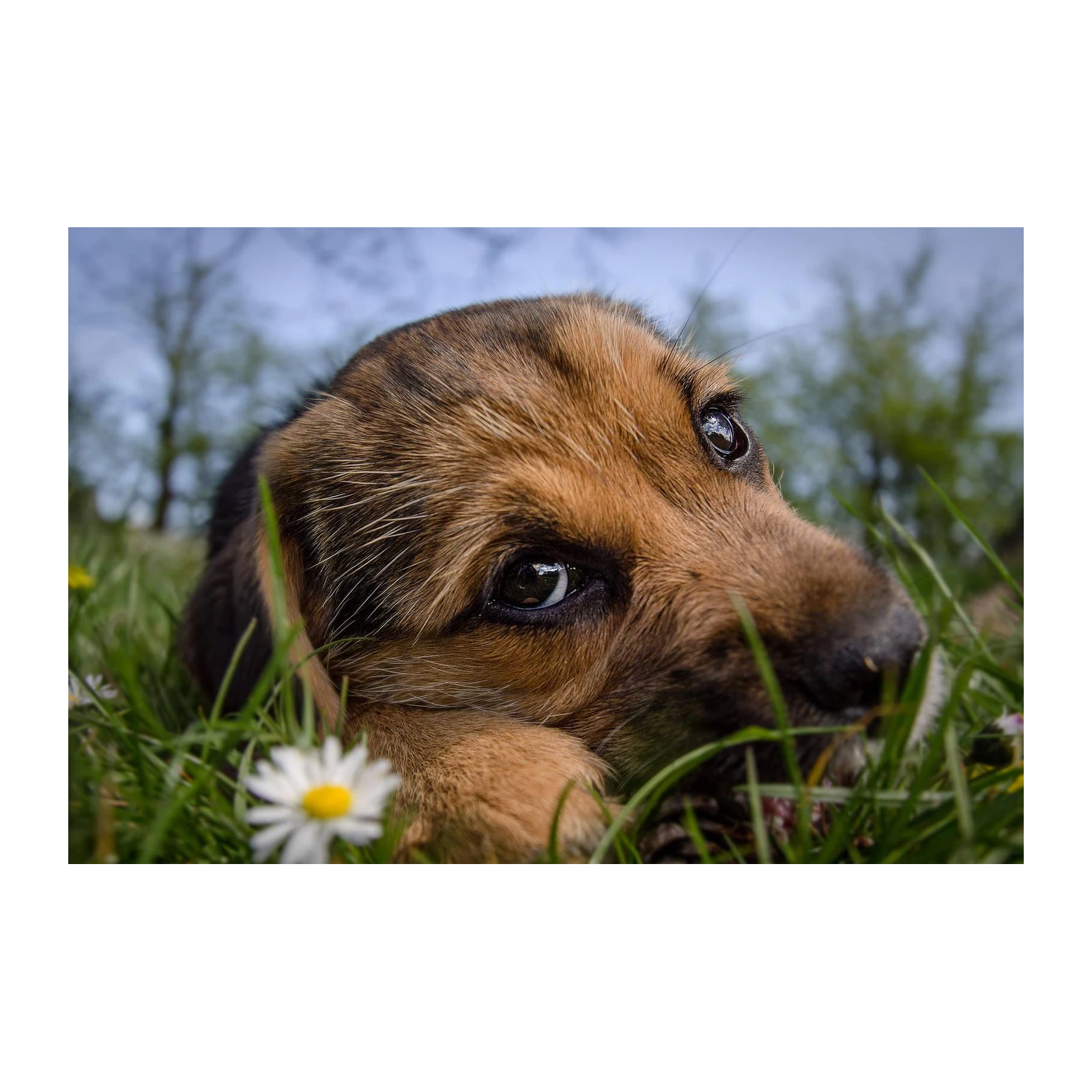 Adorable Puppy in Grass Wall Art