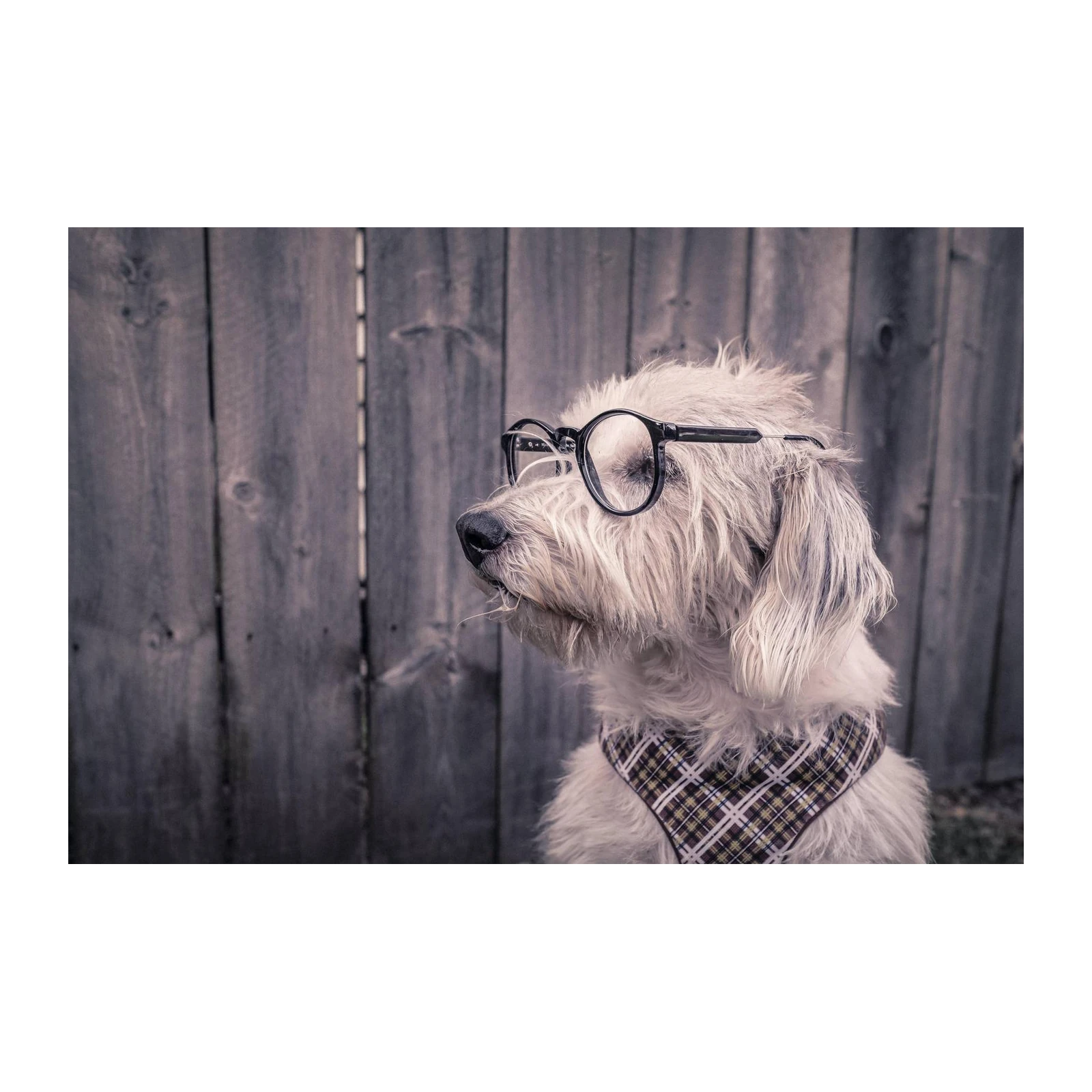 Whimsical Dog with Glasses Wall Art