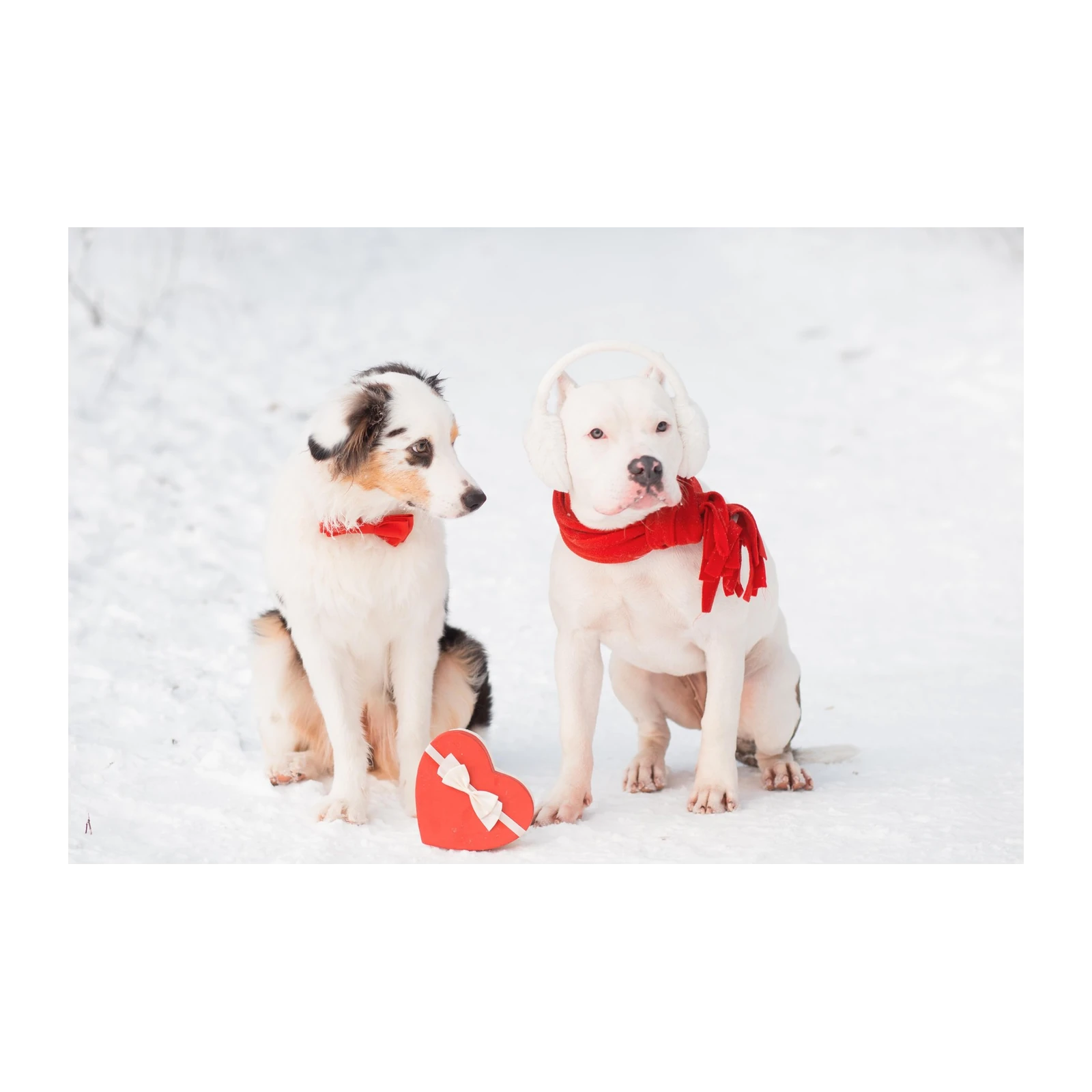 Adorable Dogs Winter Snuggle Wall Art