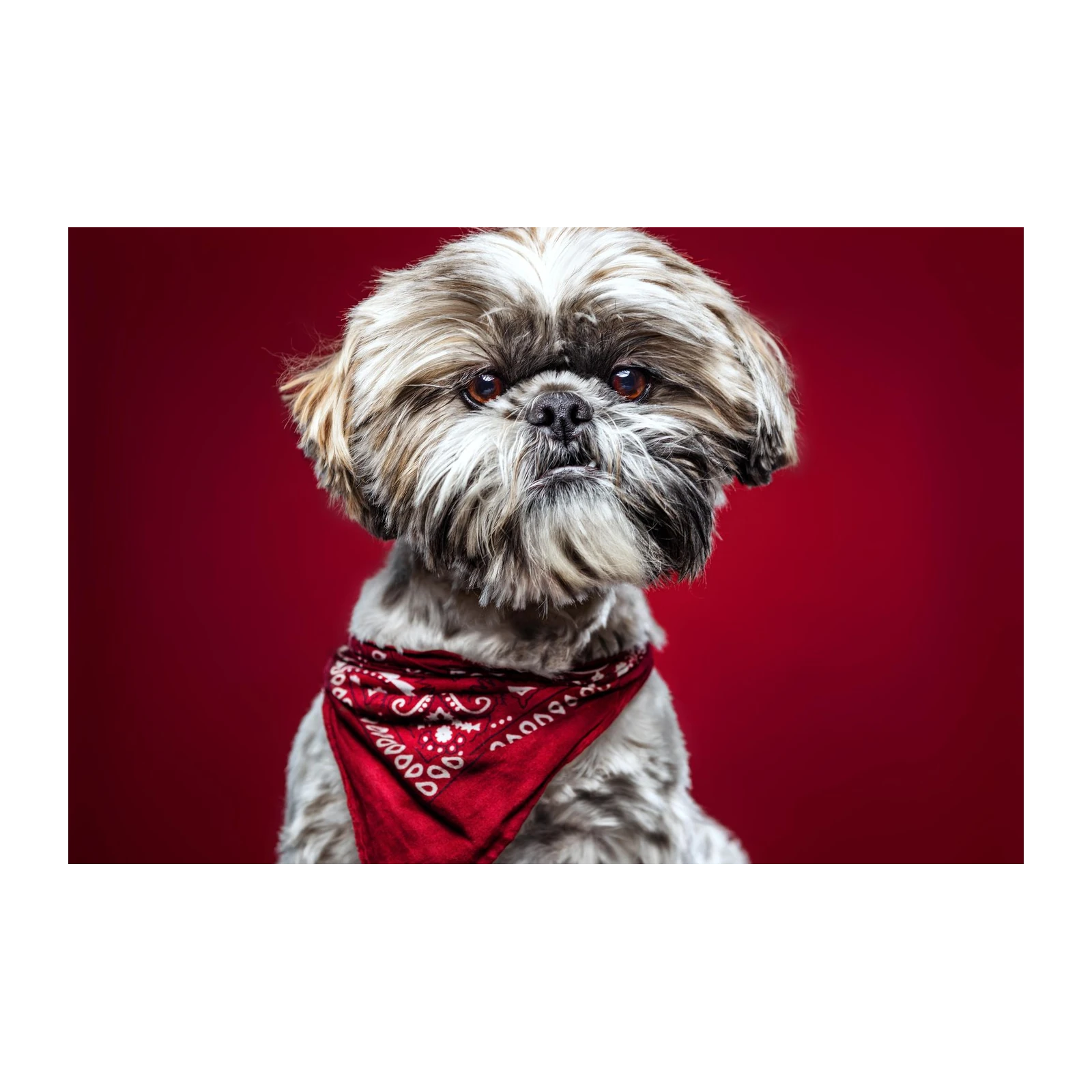Adorable Shih Tzu Bandana Portrait Wall Art