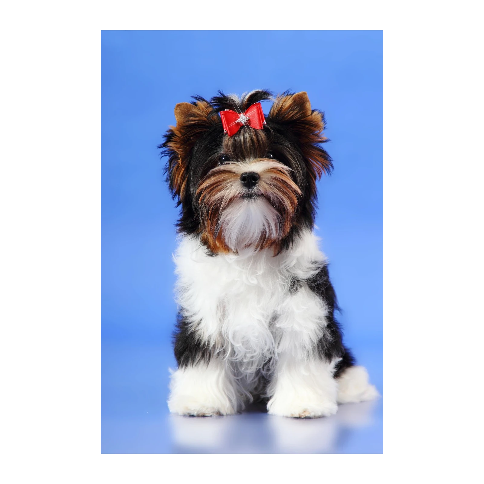 Adorable Beaver Yorkshire Terrier Wall Art