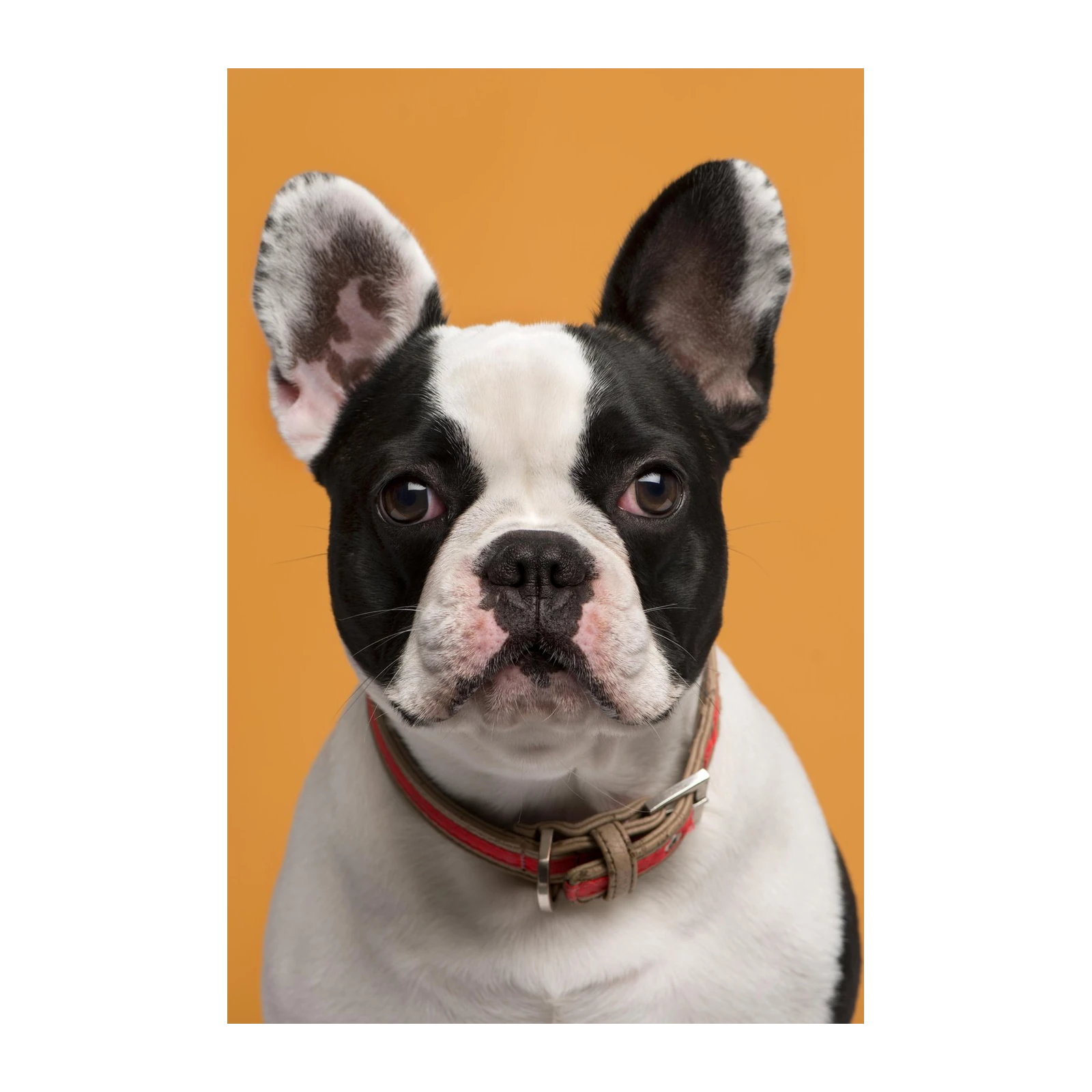 Charming French Bulldog Portrait Wall Art