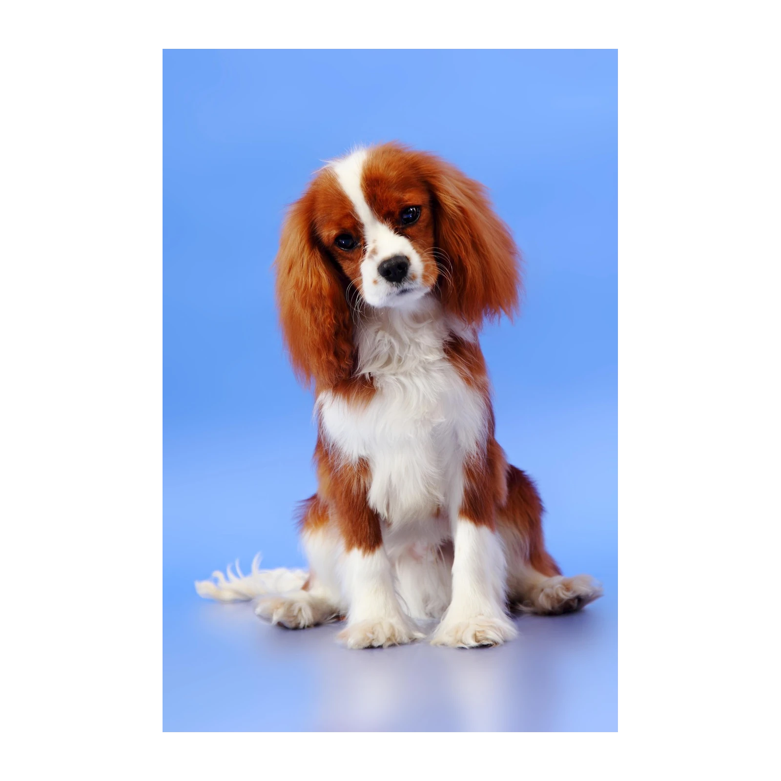 Adorable Cavalier King Charles Spaniel Wall Art