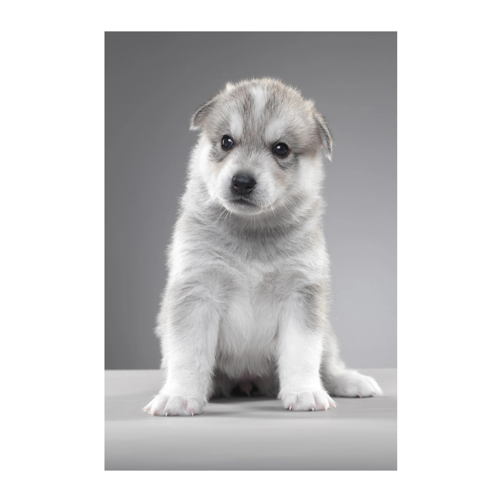 Adorable Husky Puppy Portrait Wall Art