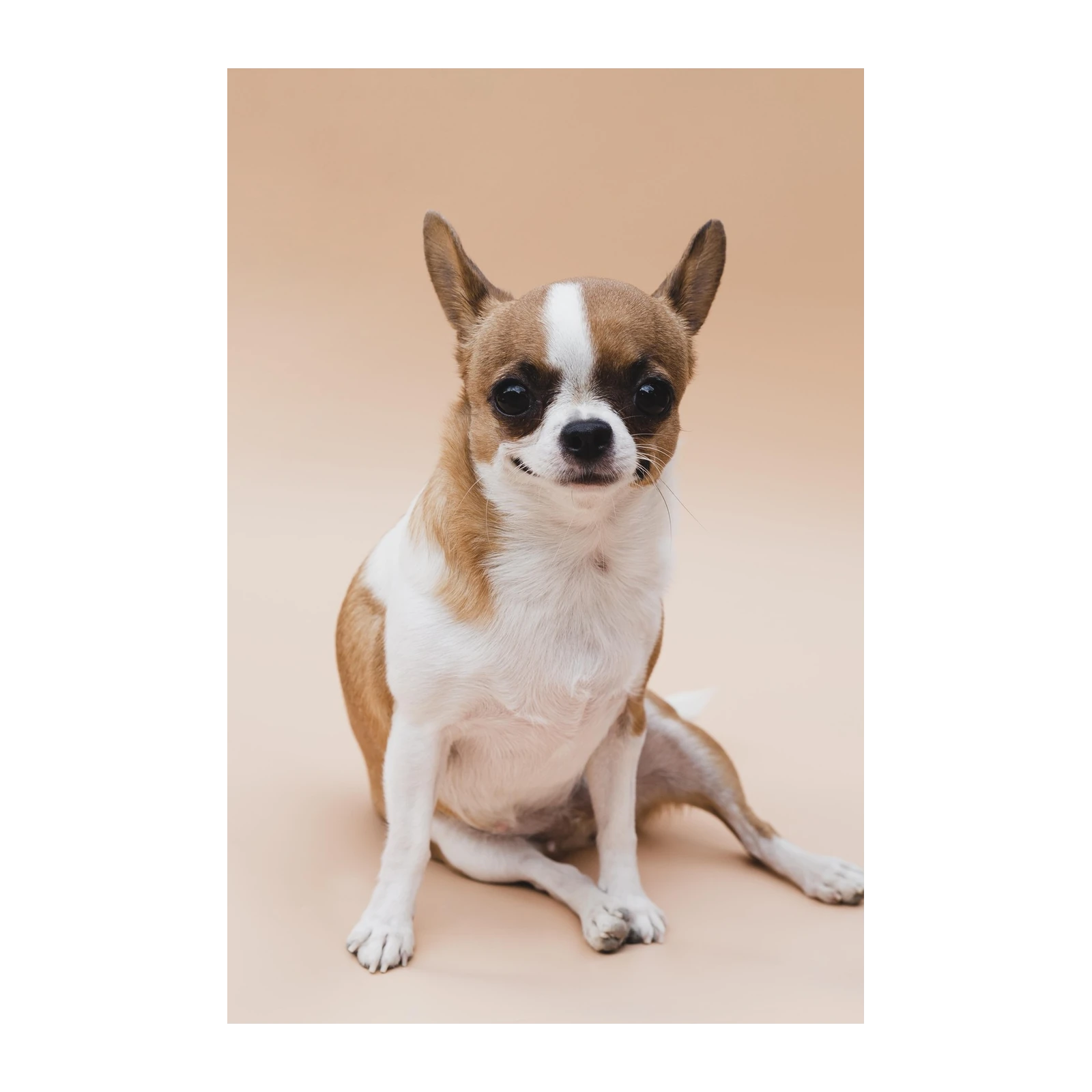 Charming Chihuahua Portrait Wall Art