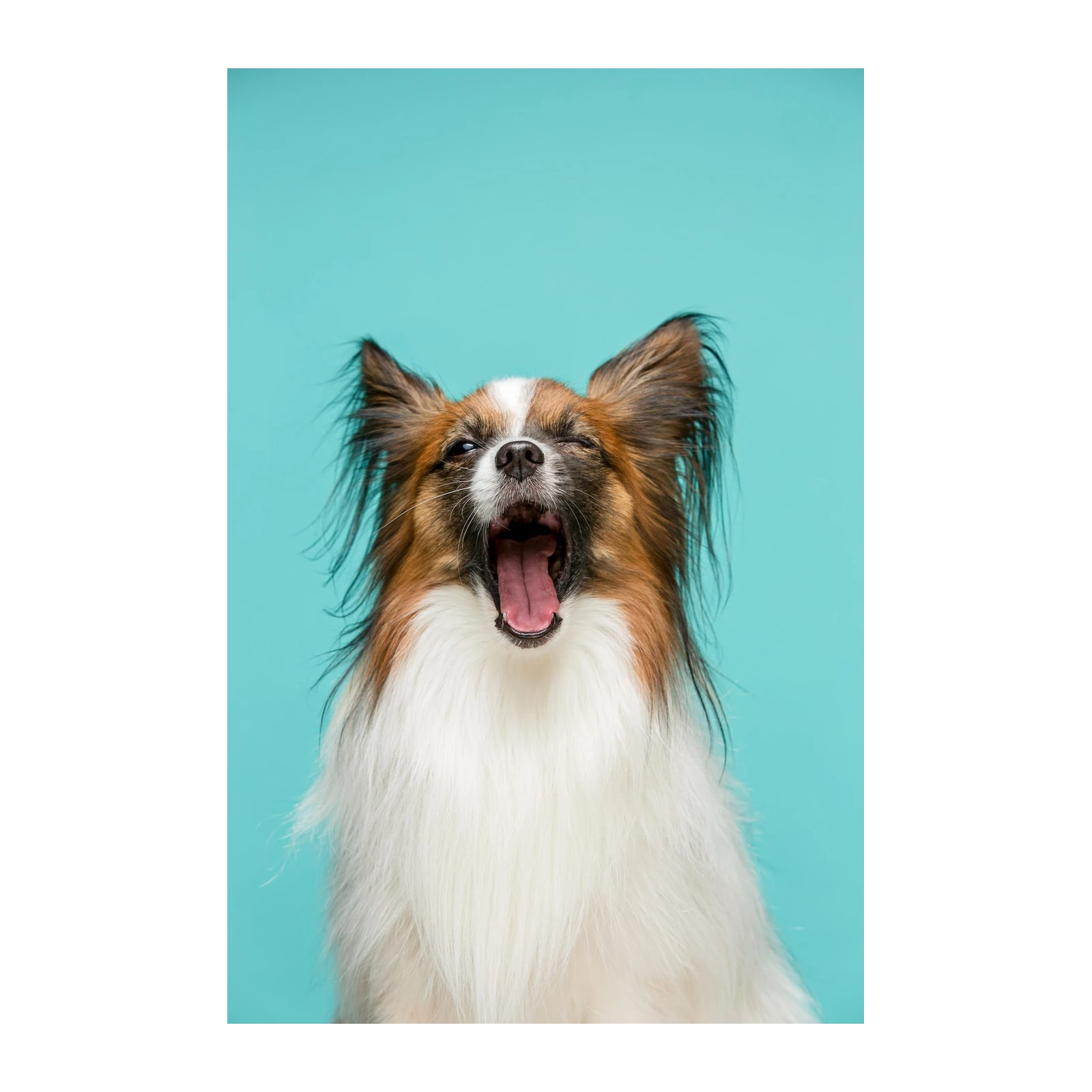 Cute Yawning Papillon Dog Wall Art