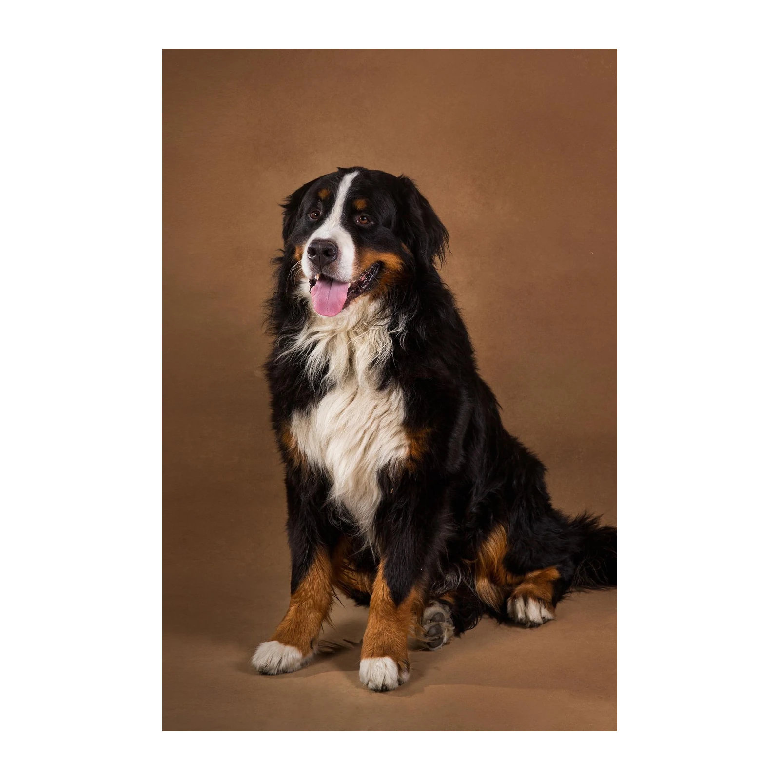 Bernese Mountain Dog Portrait Wall Art