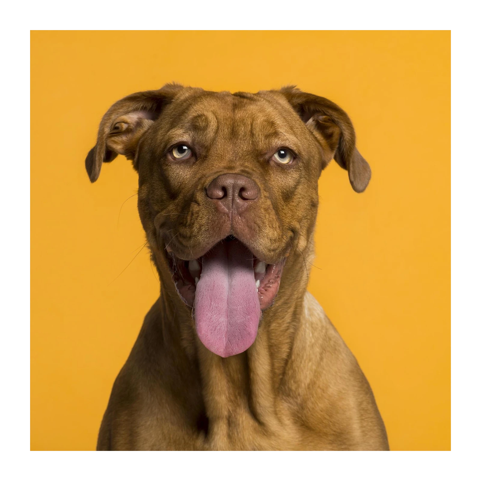 Happy Dog Portrait Wall Art
