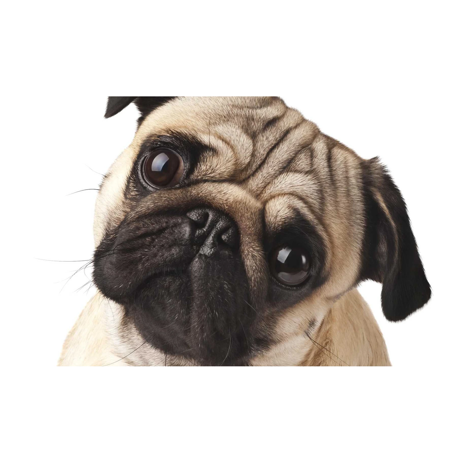 Adorabull Pug Face Close-Up Wall Art
