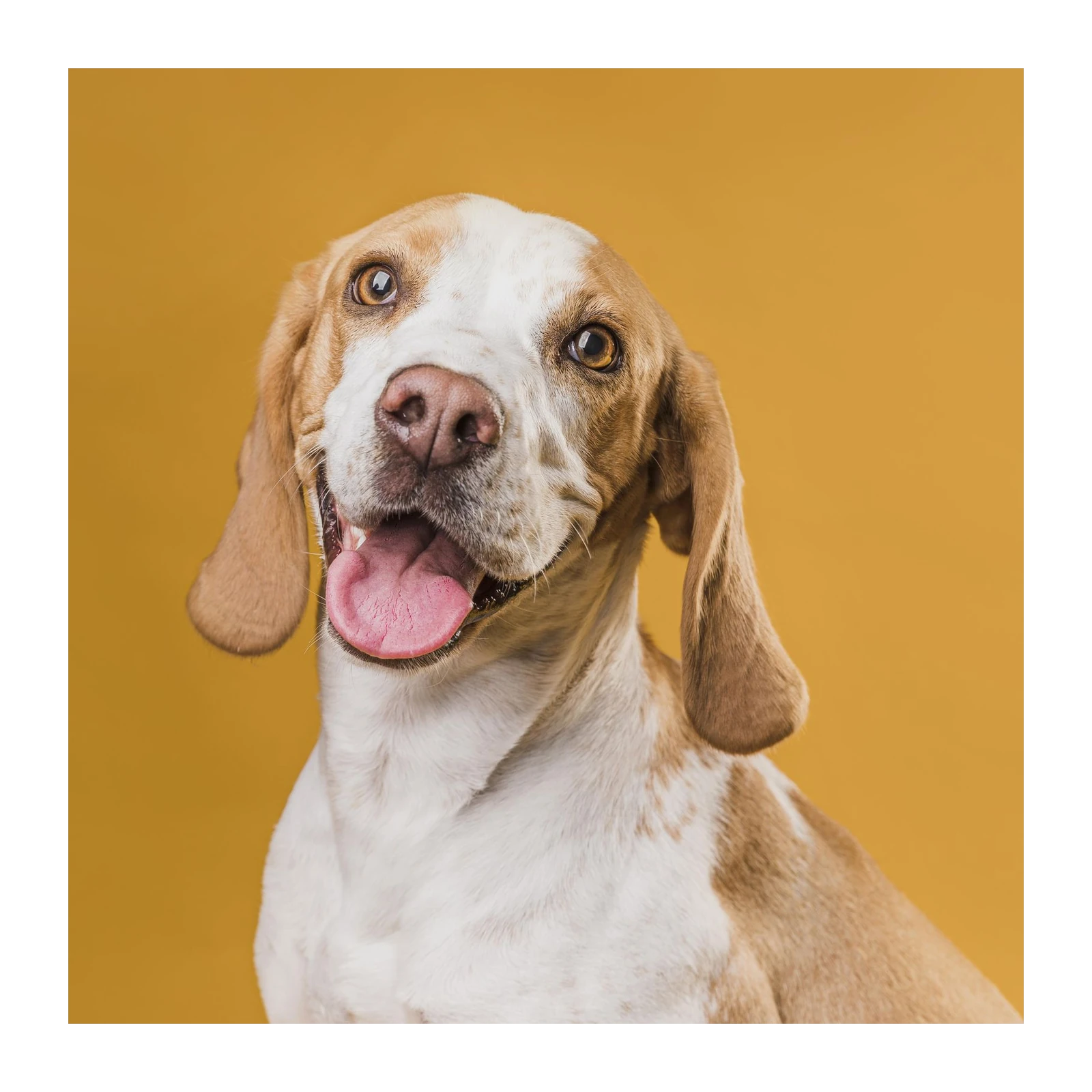 Happy Beagle Dog Portrait Wall Art