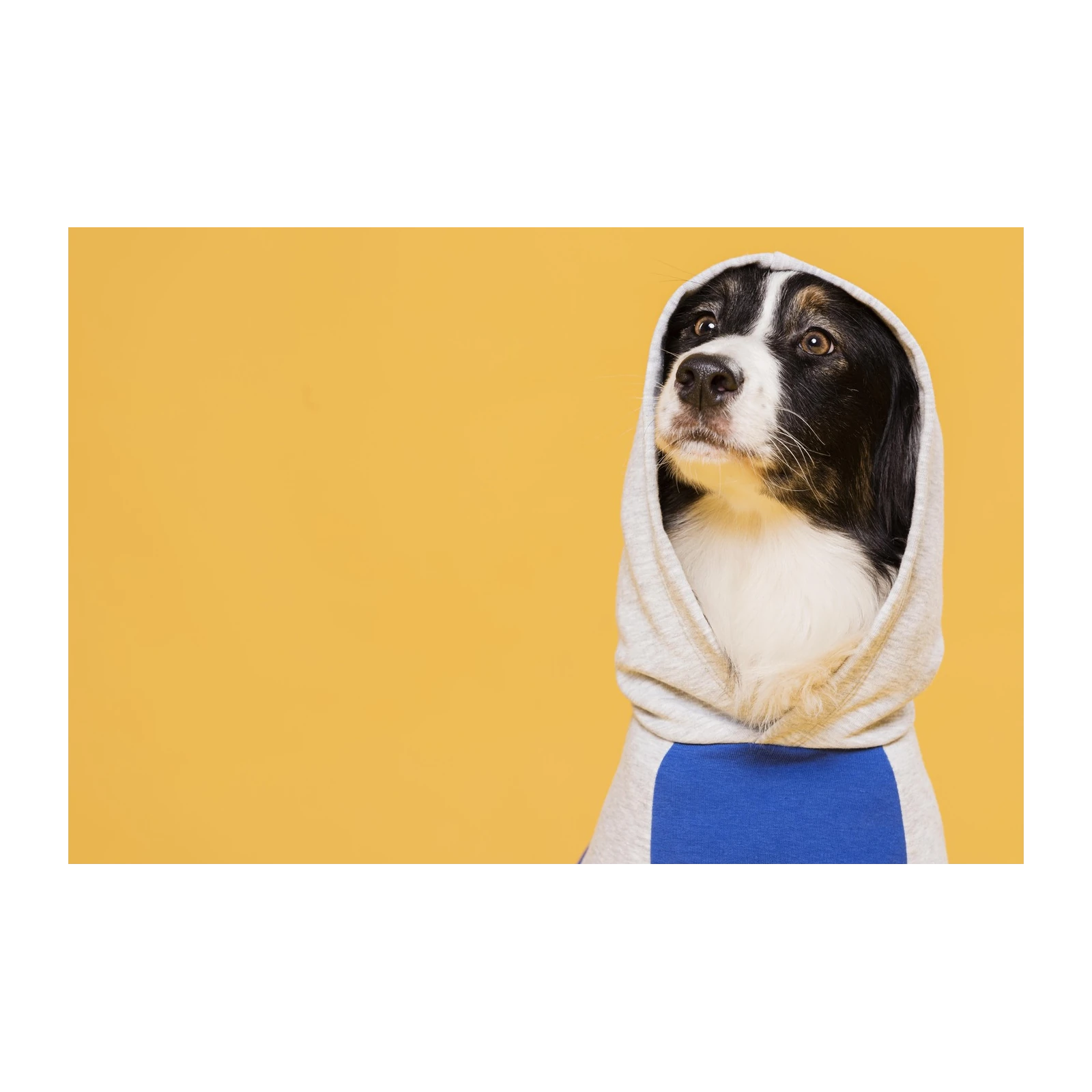 Adorable Dog in Hoodie Wall Art