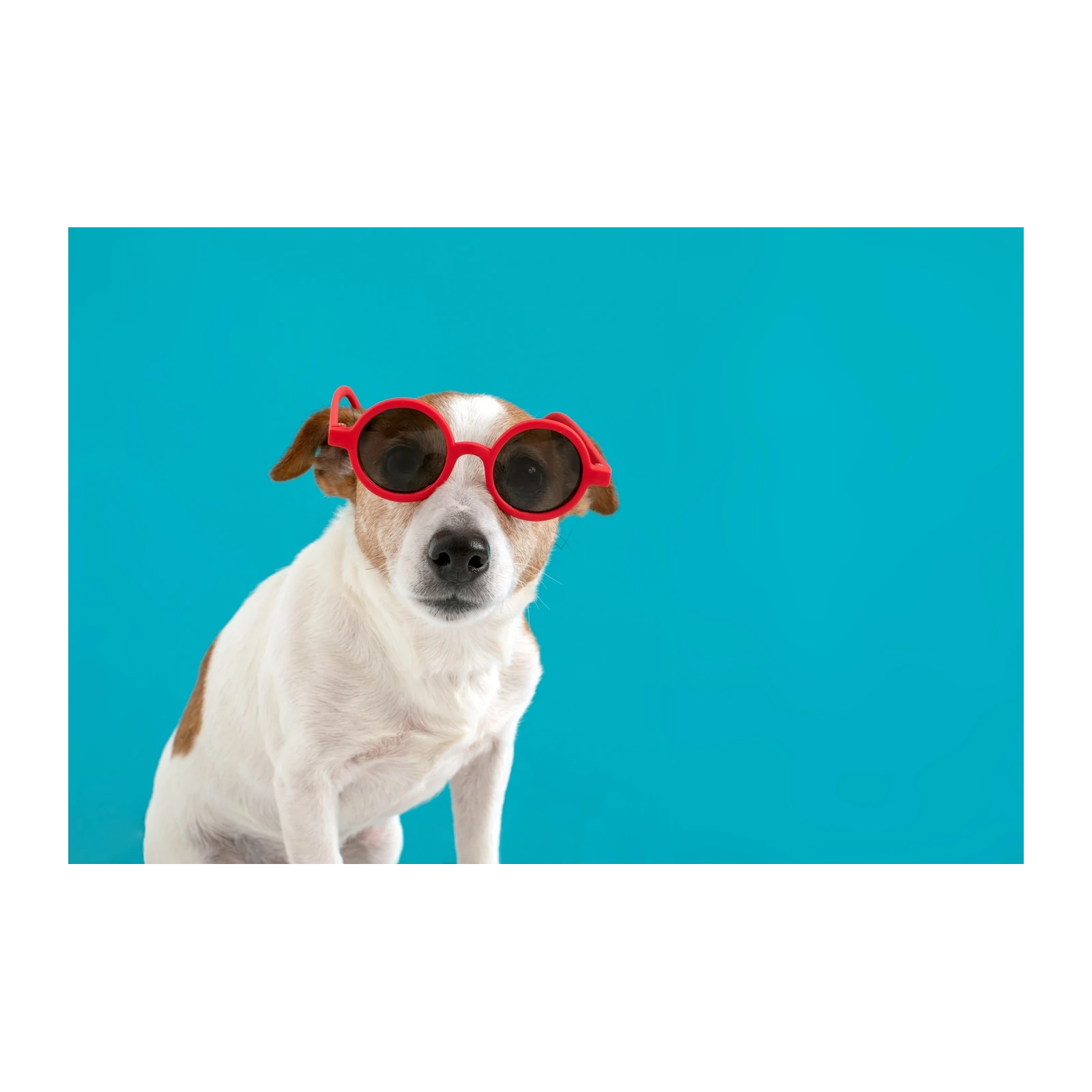 Cool Dog with Red Sunglasses Wall Art