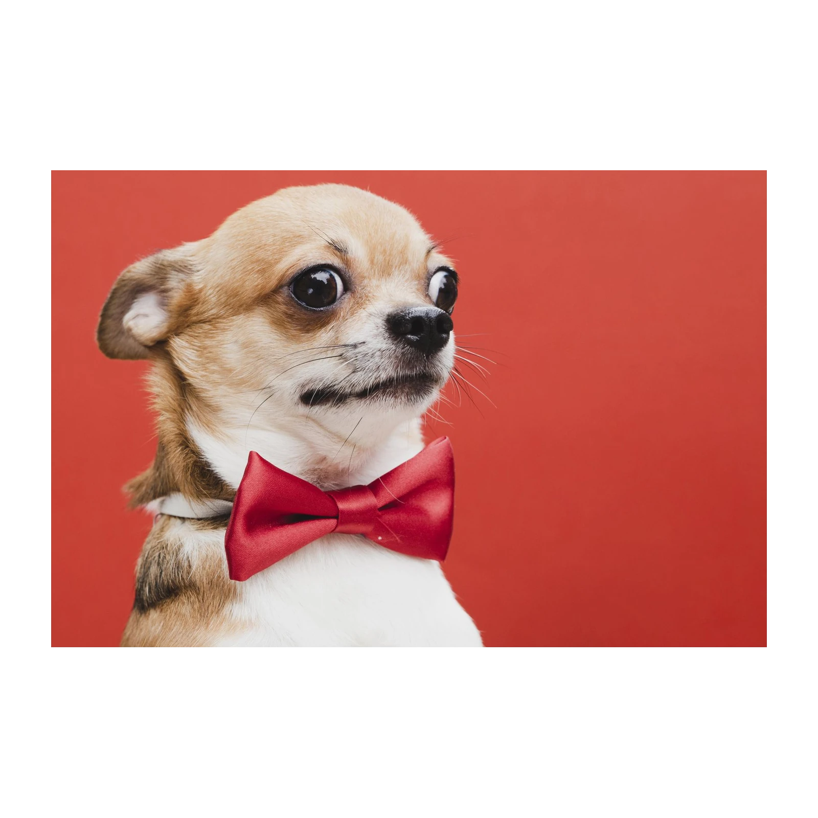 Charming Chihuahua Bowtie Portrait Wall Art