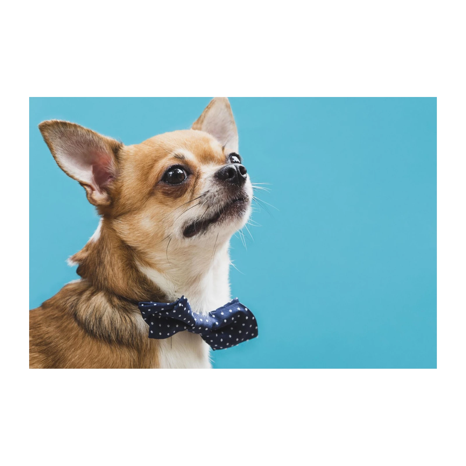 Charming Chihuahua in Bowtie Wall Art