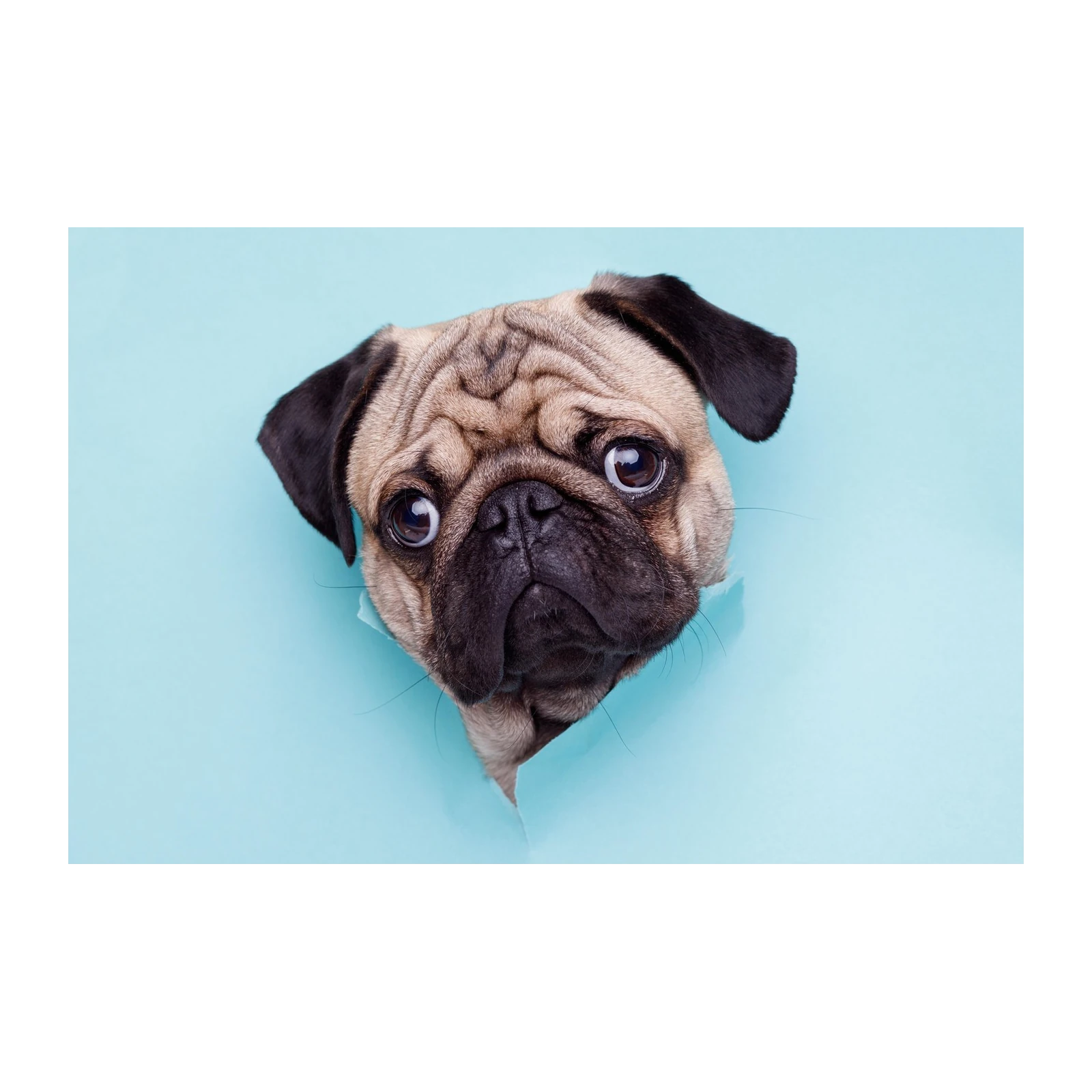 Adorable Pug Peeking Through Wall Art