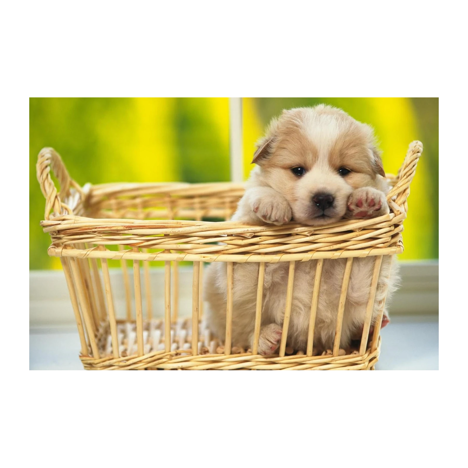Adorable Fluffy Puppy in Basket Wall Art