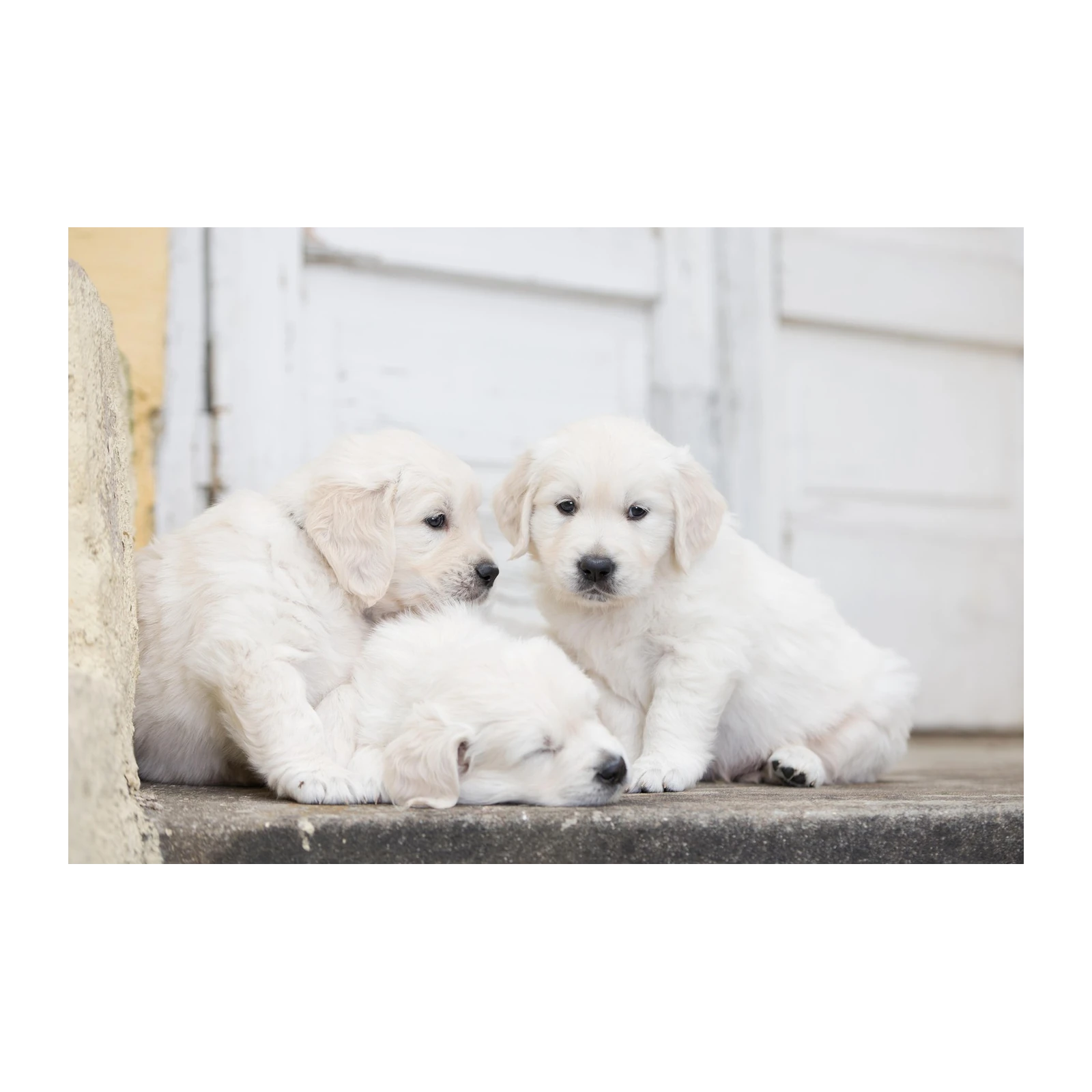 Adorable Golden Retriever Puppies Wall Art