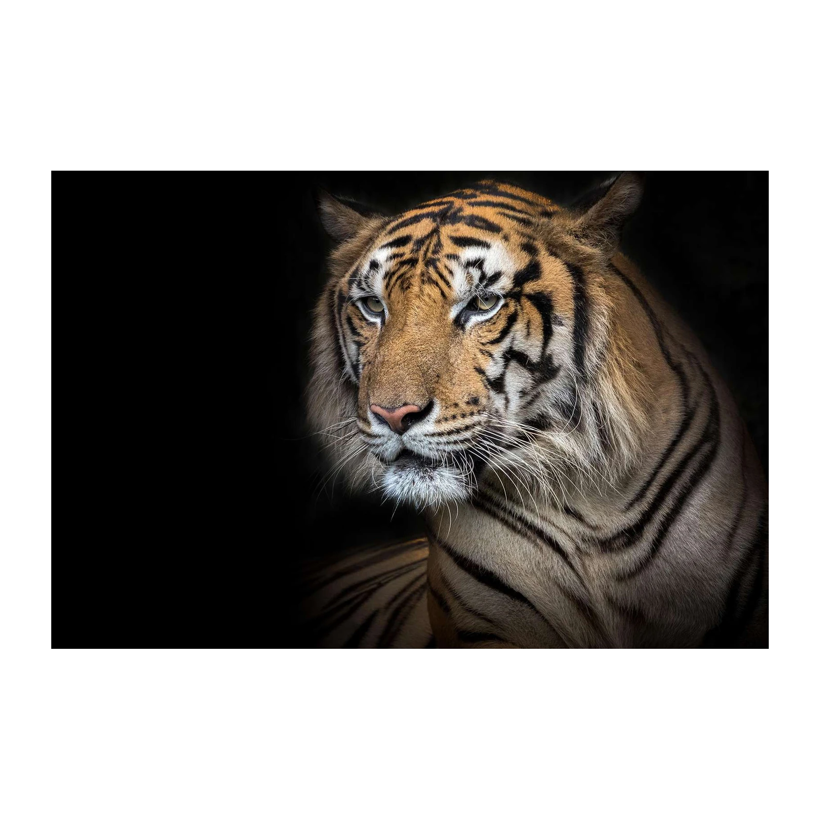 Majestic Tiger Portrait Wall Art for Wildlife Lovers