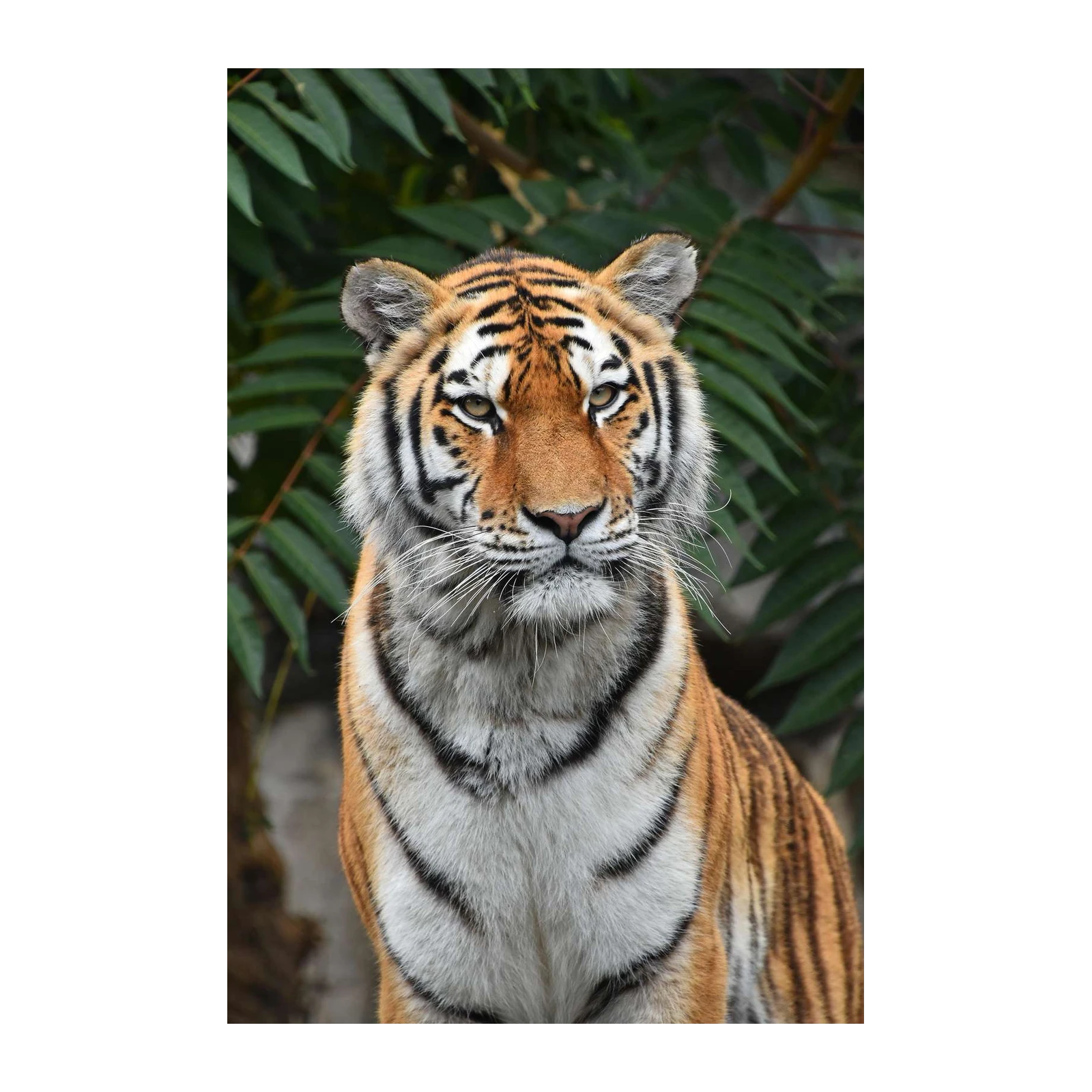 Majestic Tiger Face Animal Wall Art