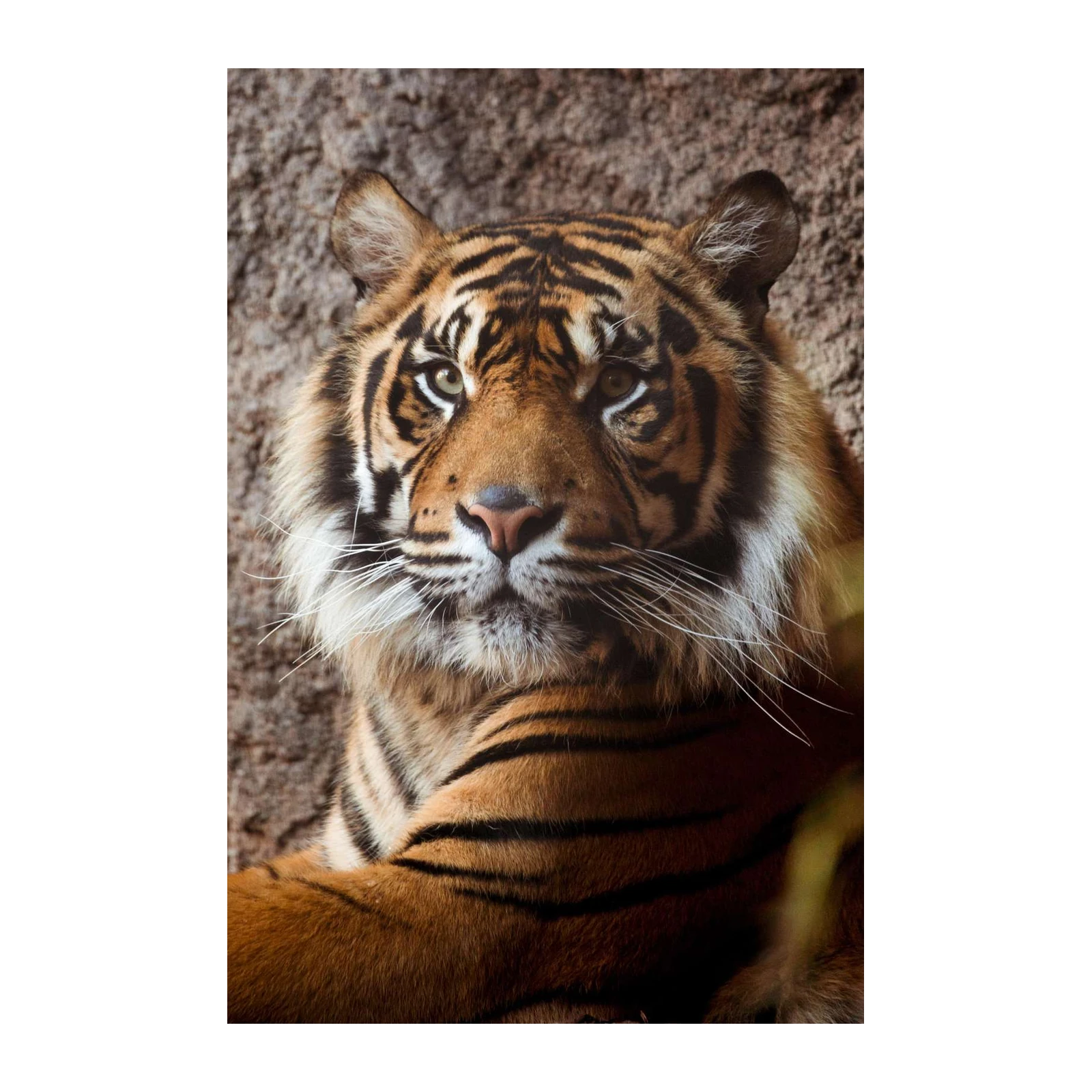 Majestic Tiger Portrait Wall Art