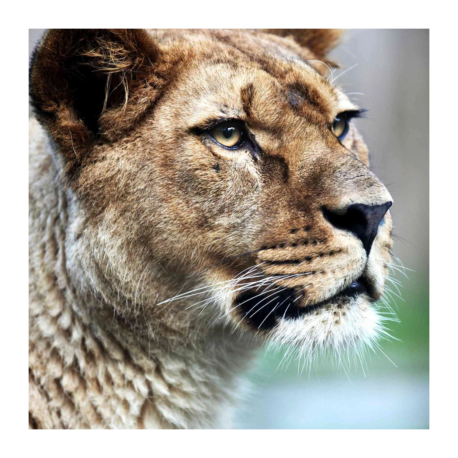 Majestic Lioness Portrait Wall Art