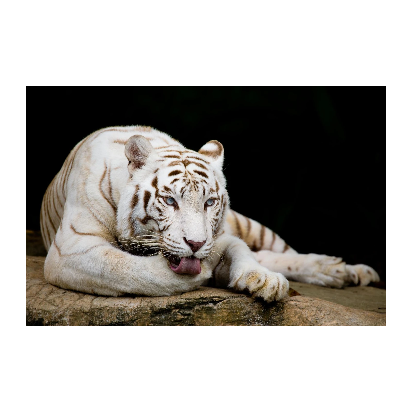 Majestic White Tiger Blue Eyes Wall Art