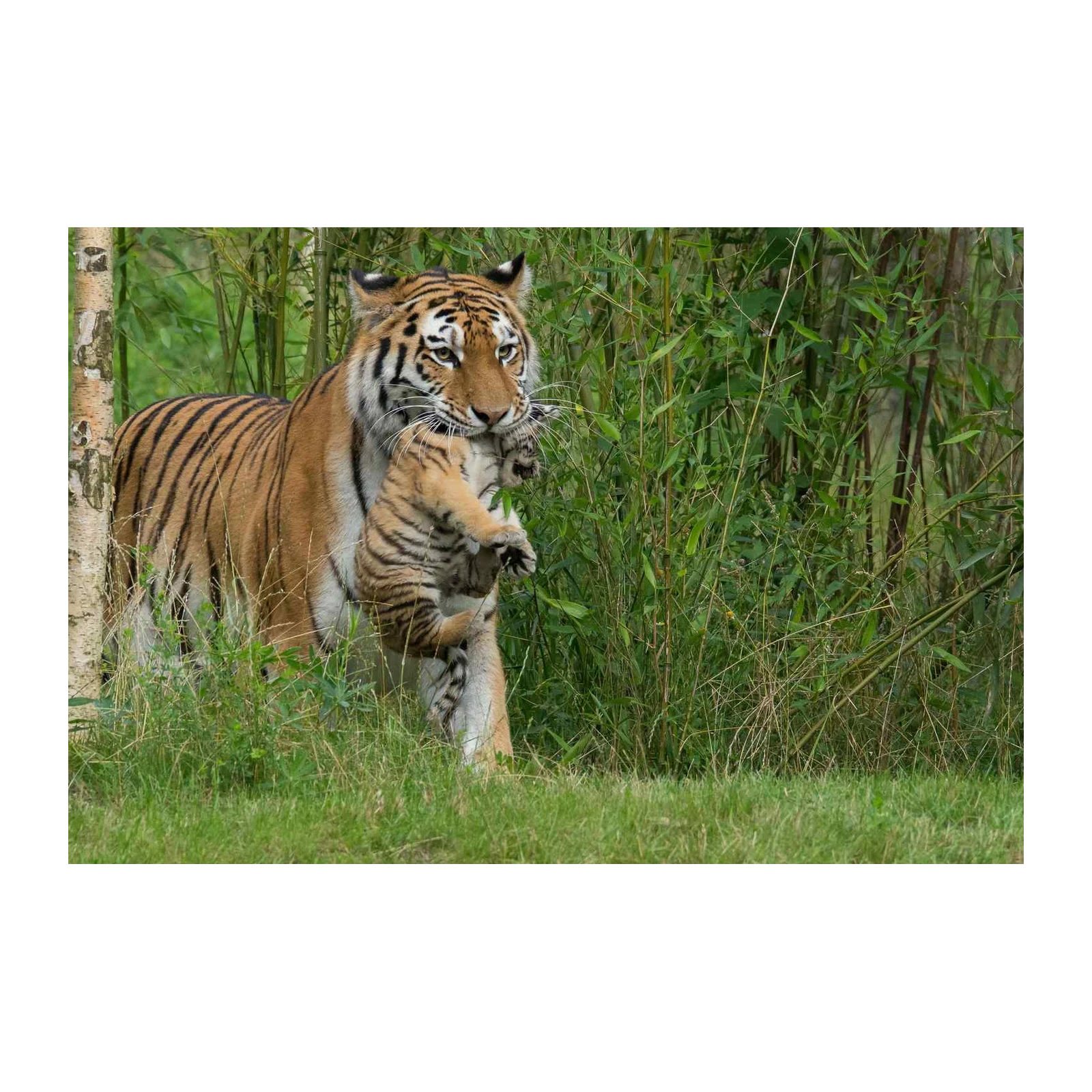 Majestic Tiger Mother & Cub Wall Art