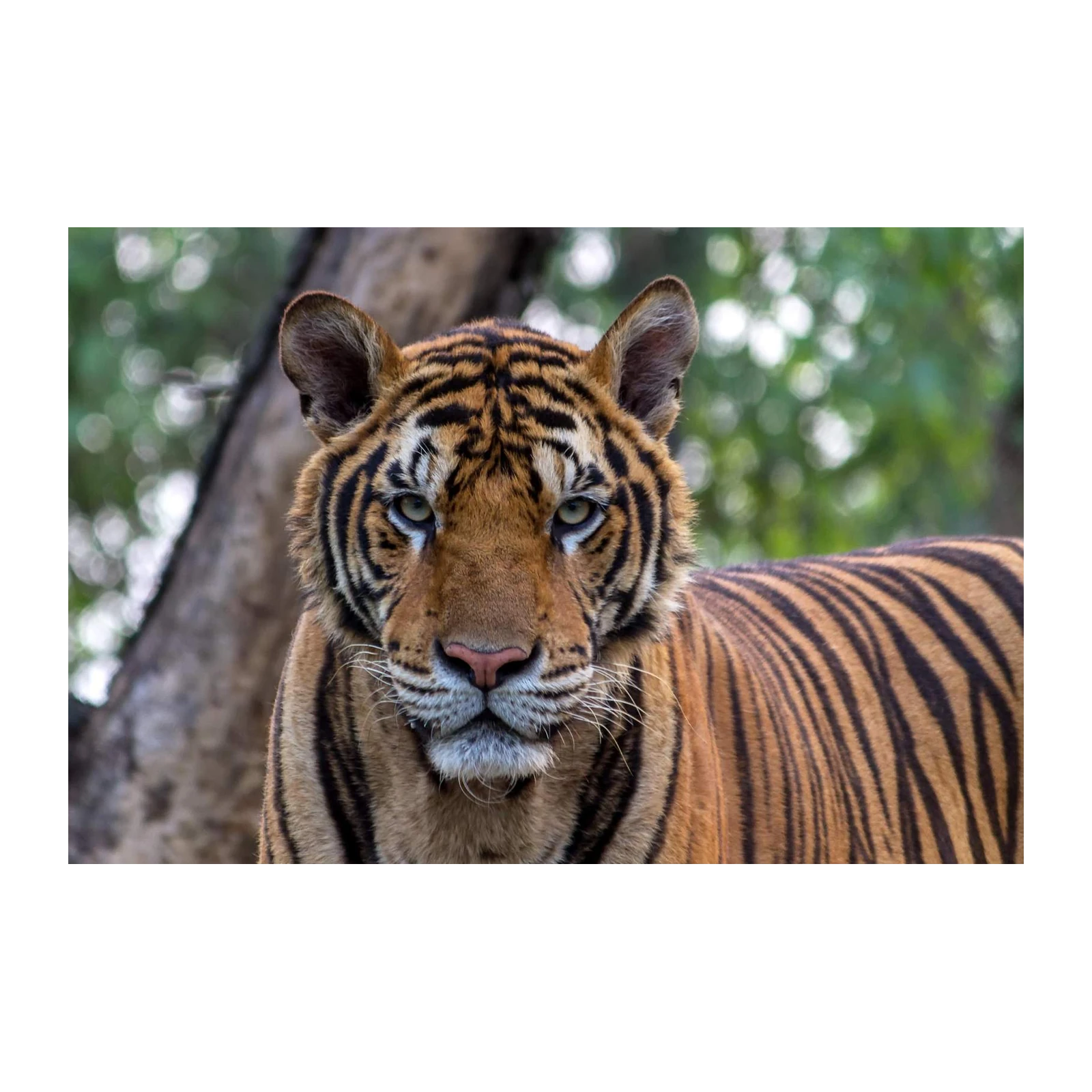 Majestic Tiger Portrait Wall Art