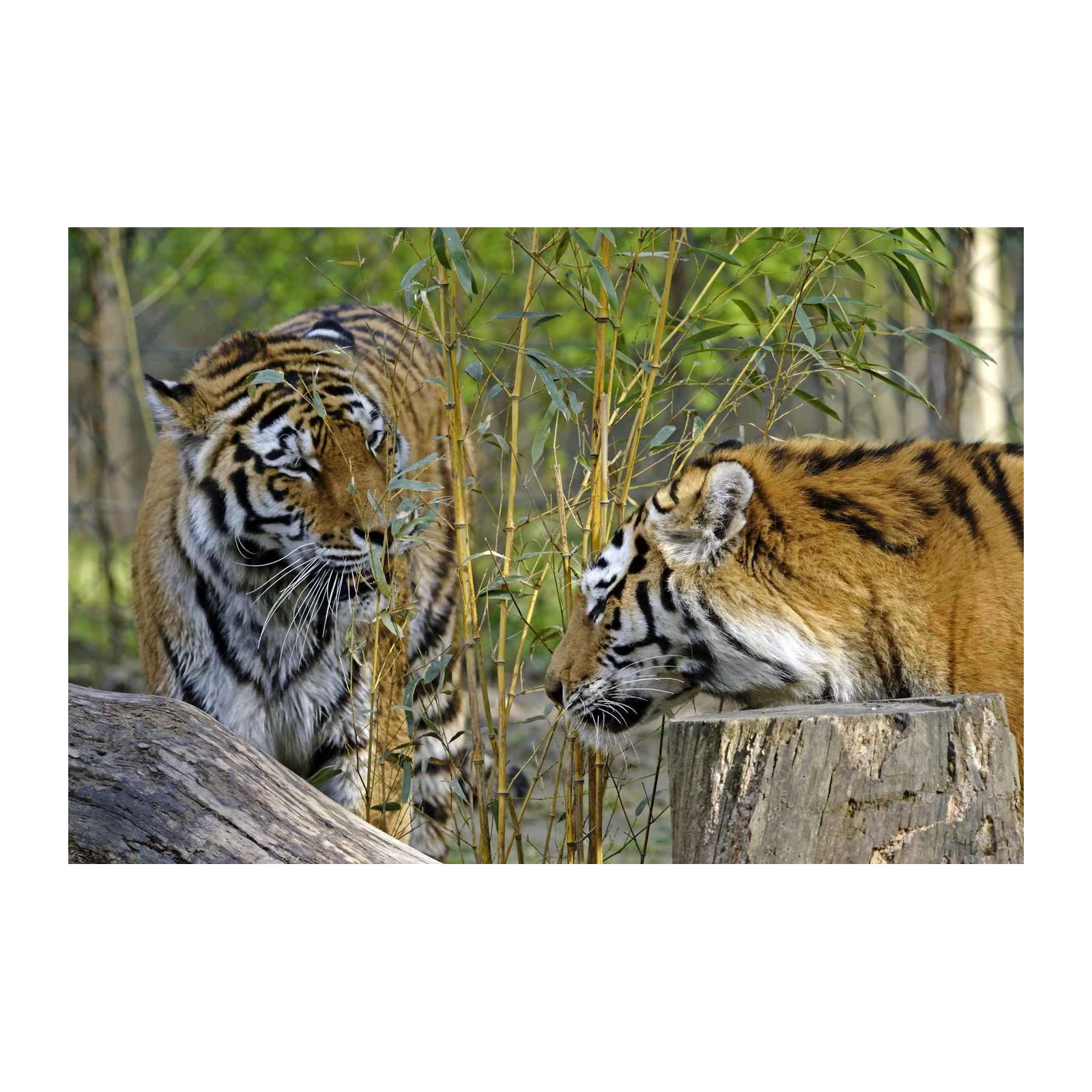 Majestic Tiger Duo Bamboo Forest Wall Art
