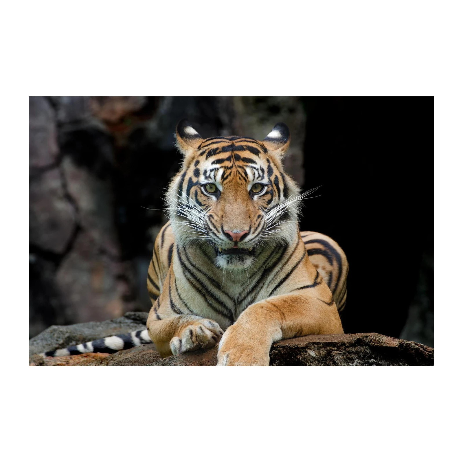 Majestic Tiger Portrait Wall Art